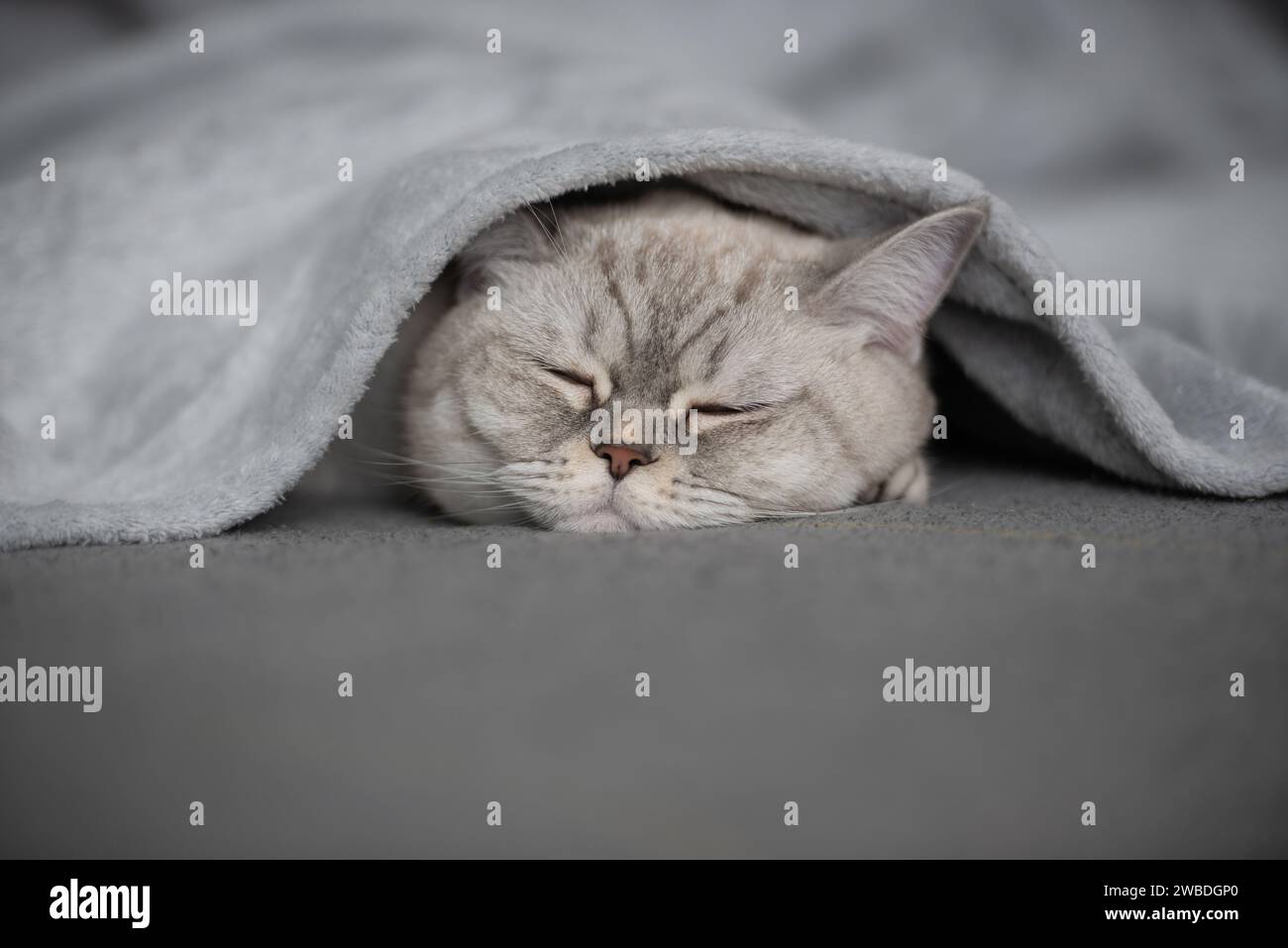 Adorable chat blotti sous une couverture confortable, Dreaming in Peace Banque D'Images