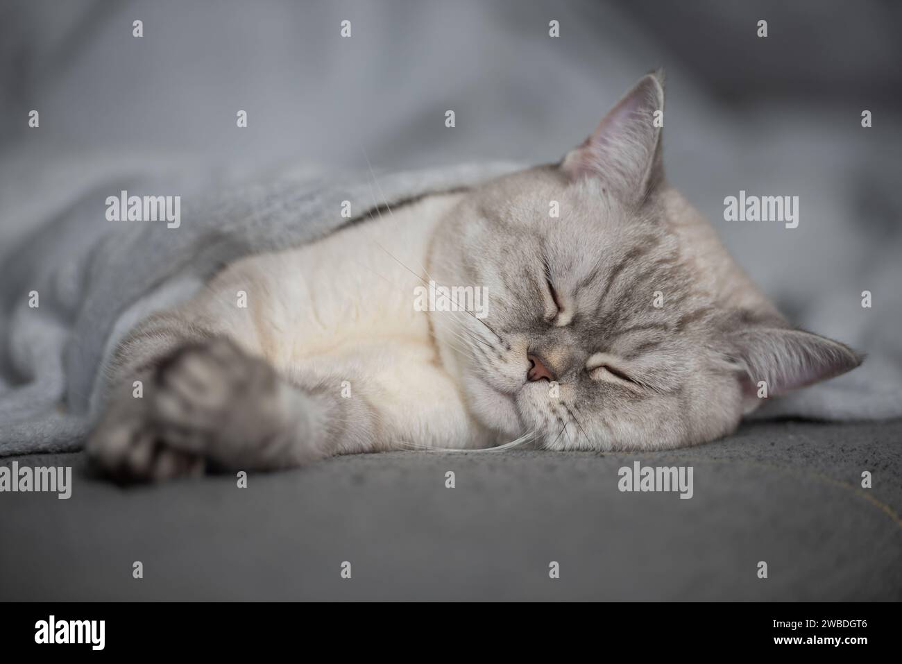 Adorable chat blotti sous une couverture confortable, Dreaming in Peace Banque D'Images