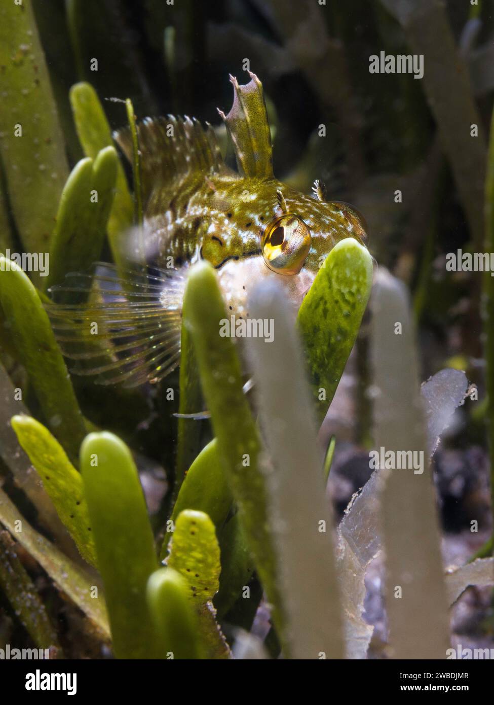 Un Super Klipfish (Clinus superciliosus) caché entre des herbes marines avec un corps vert Banque D'Images