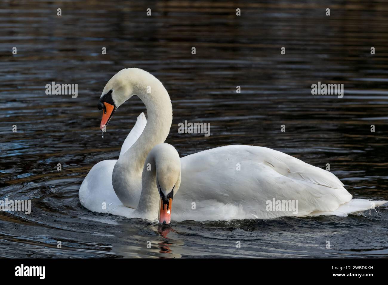 Une paire de cygnes tuberculés afficher le comportement de cour. Banque D'Images