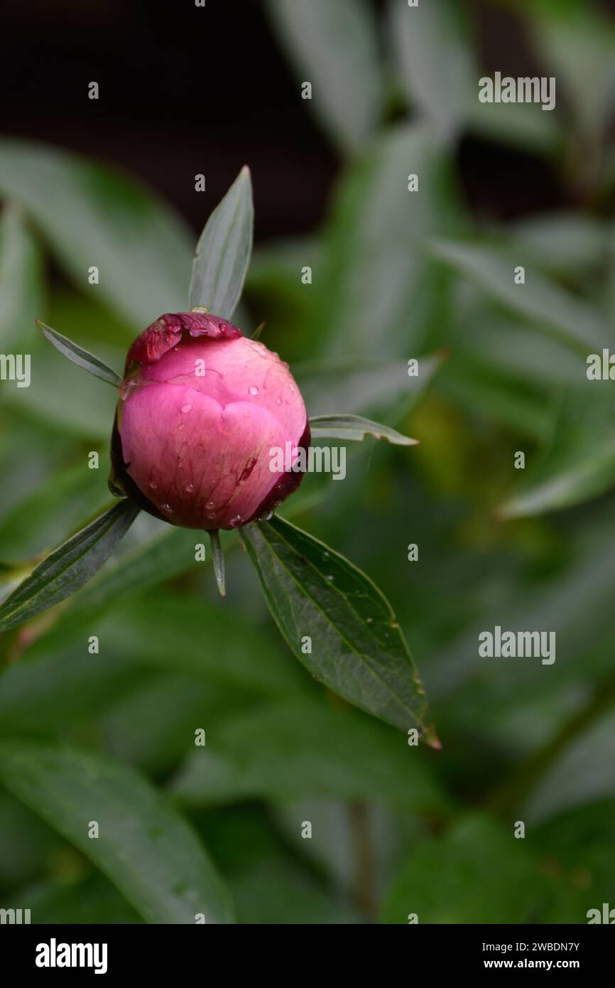 Joli bourgeon de fleur de pivoine non ouvert, gouttes de pluie sur les pétales, jardin moody, feuilles vert foncé après la pluie, arôme fleuri parfumé, fleurs de printemps. Banque D'Images