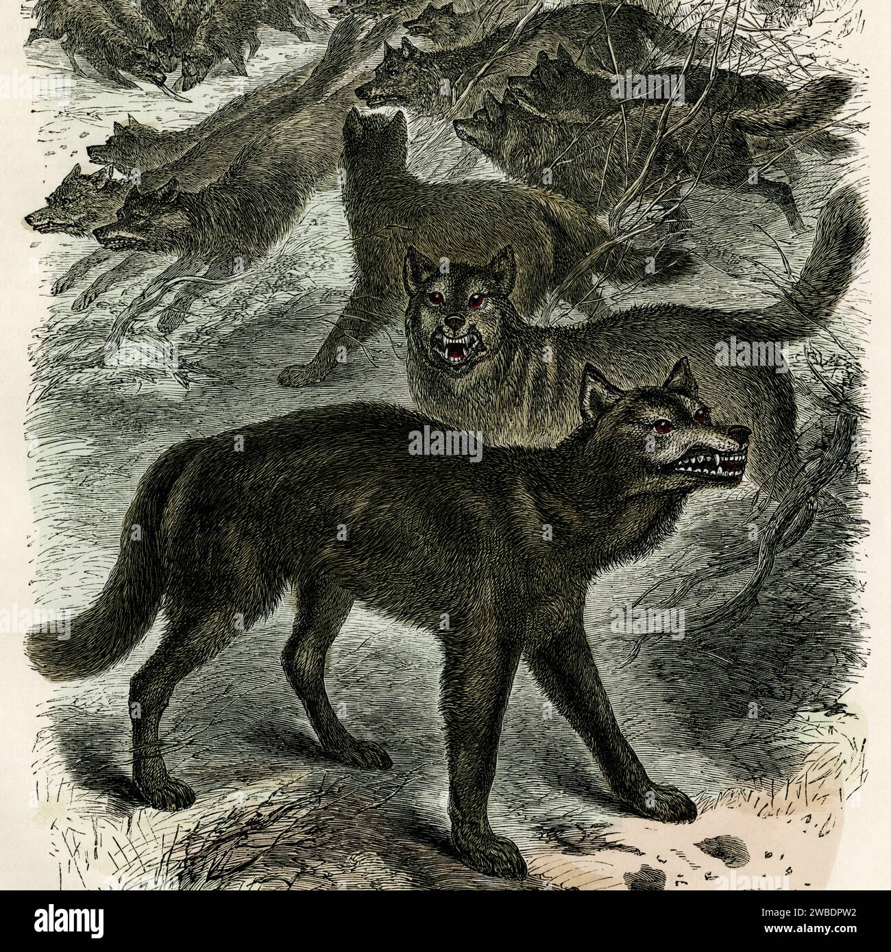 Loups avec les dents dénudées. Détail carré de gravure colorée de l’édition 1866 de l’Histoire naturelle populaire de Cassell, publiée par Cassell, Petter et Galpin. Banque D'Images