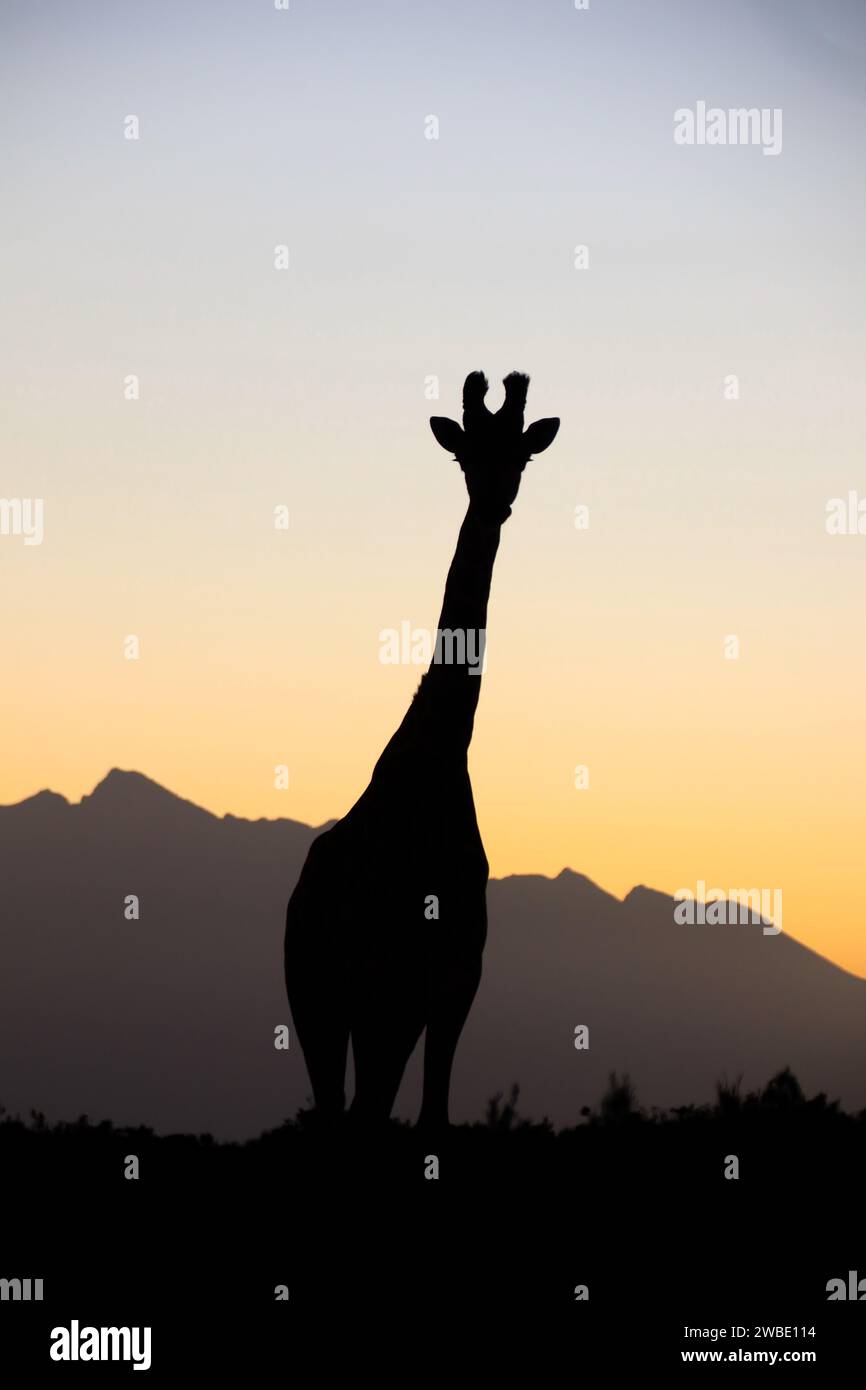 Girafe au coucher du soleil Banque D'Images