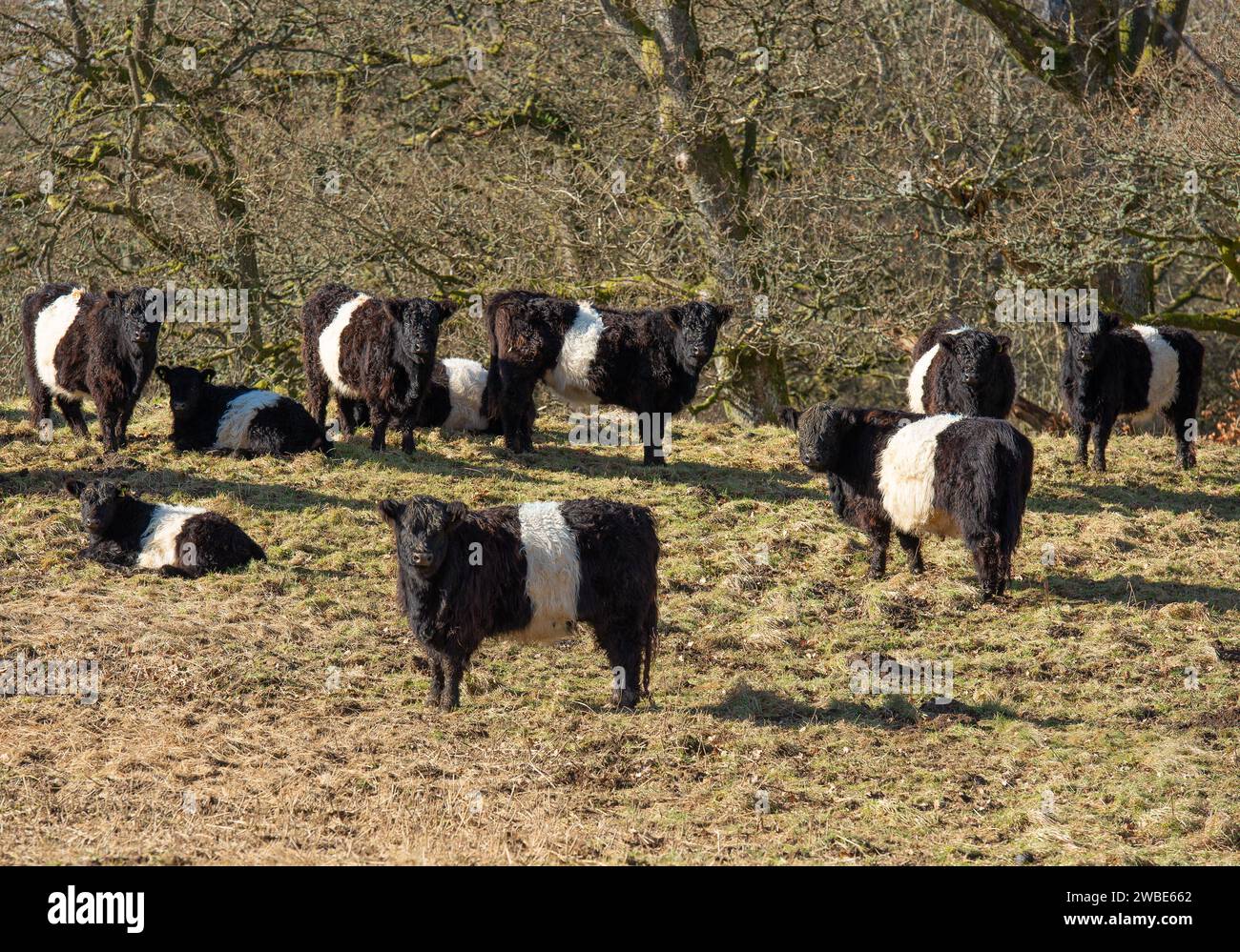 Belted Galloway bovins, Cumbria, Royaume-Uni Banque D'Images