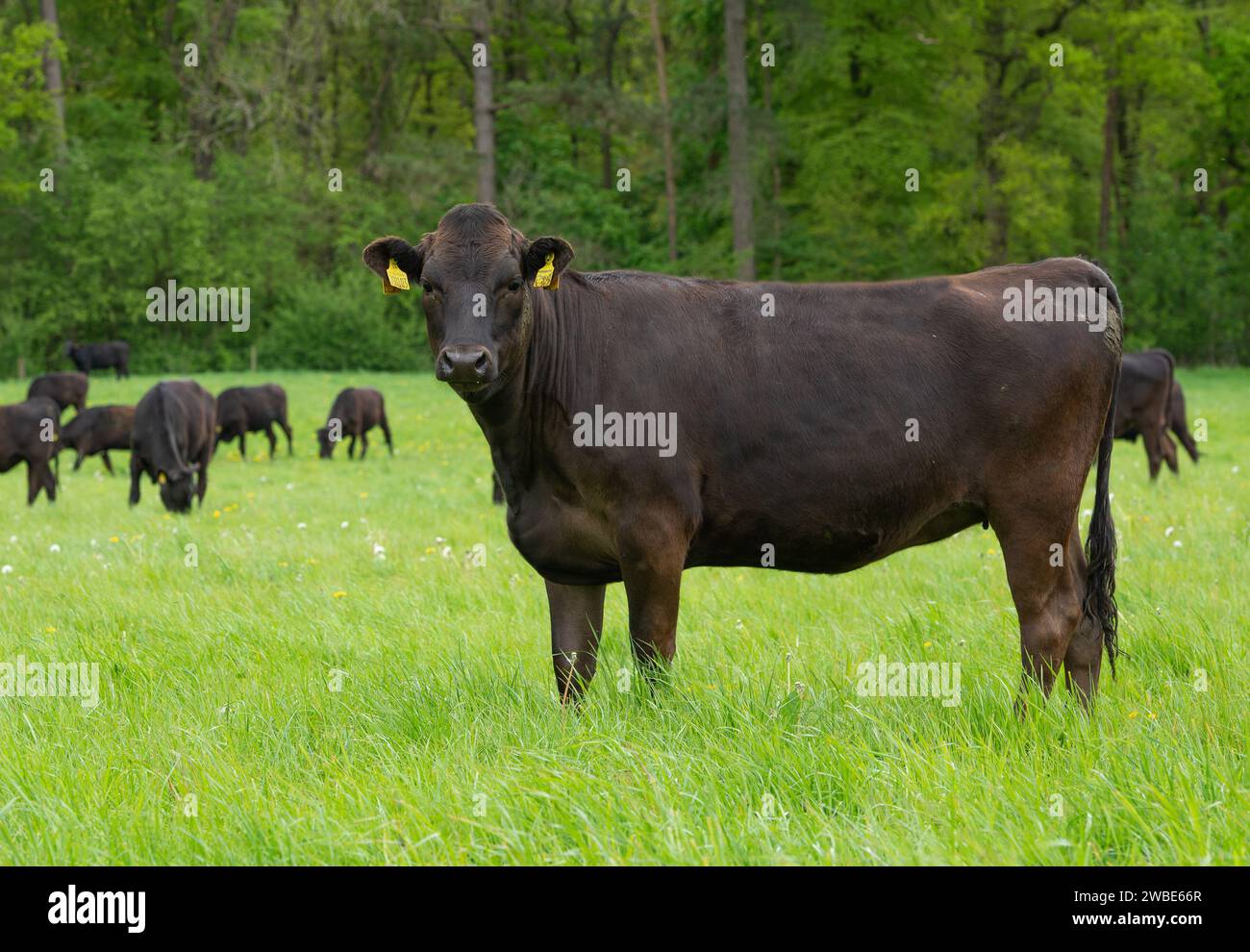 Bovins de boucherie Wagyu, Shropshire, Royaume-Uni. Banque D'Images