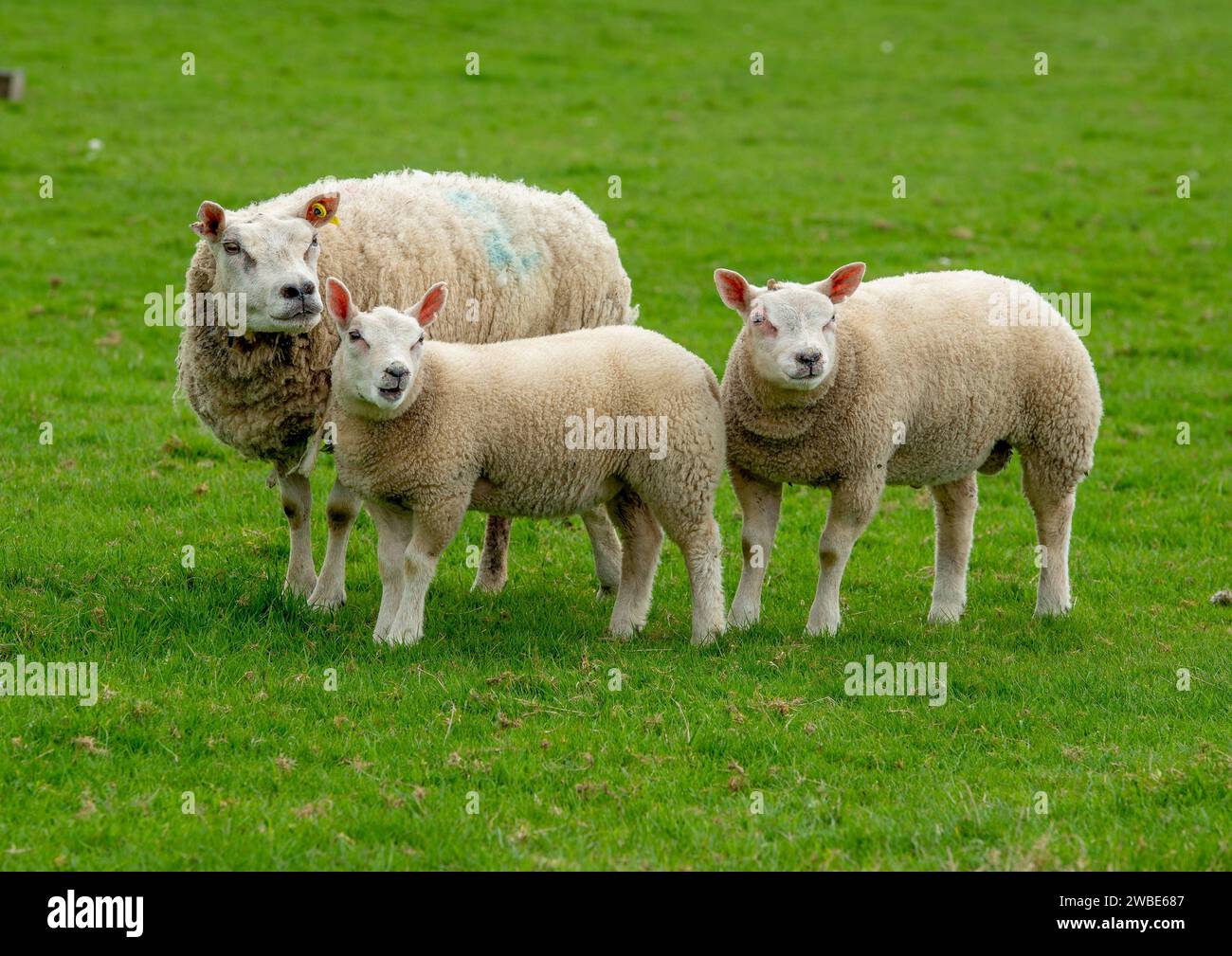 Pedigree Beltex brebis et agneaux, Shropshire, Royaume-Uni Banque D'Images