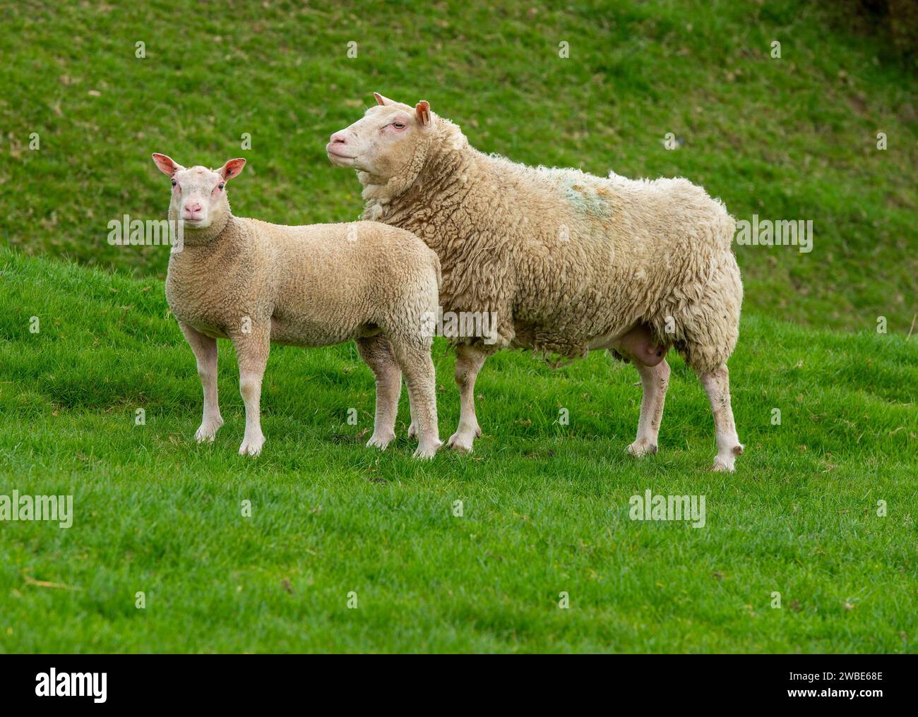 A pedigree Charmoise brebis et agneau, Shropshire, Royaume-Uni Banque D'Images