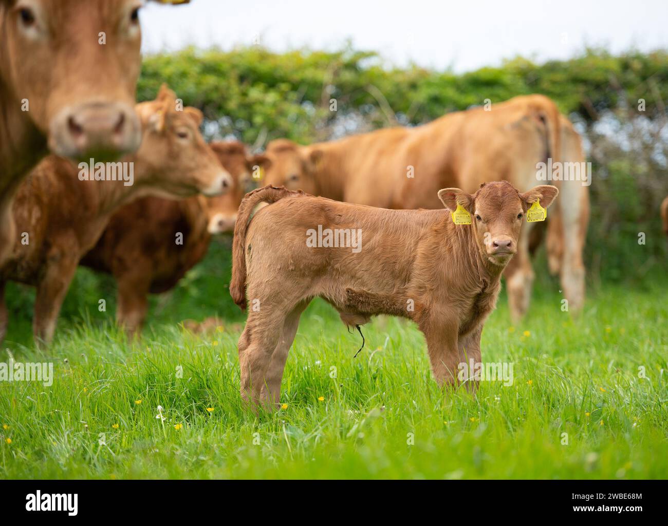 Un pedigree Limousin veau et vaches, Anglesey, Gwynedd, North Wales, UK. Banque D'Images