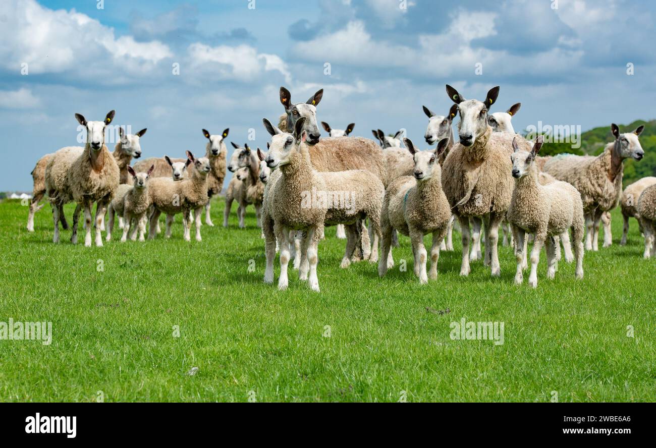 Brebis et agneaux Bluefaced Leicester, Northumberland, Royaume-Uni Banque D'Images