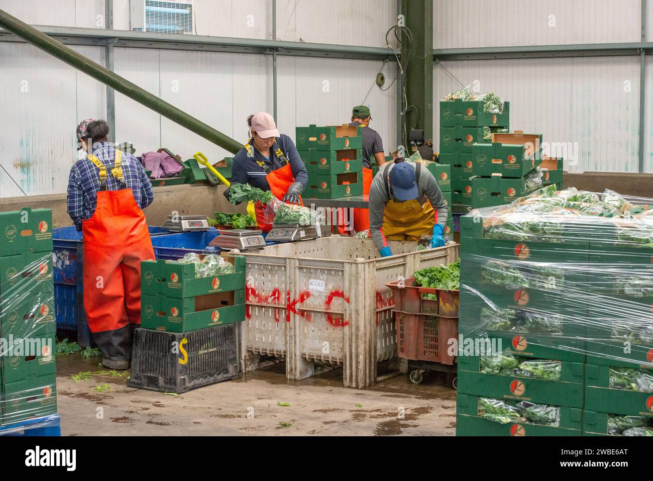 Travailleurs dans un bâtiment de conditionnement de légumes, Ormskirk, Lancashire, Royaume-Uni. Banque D'Images