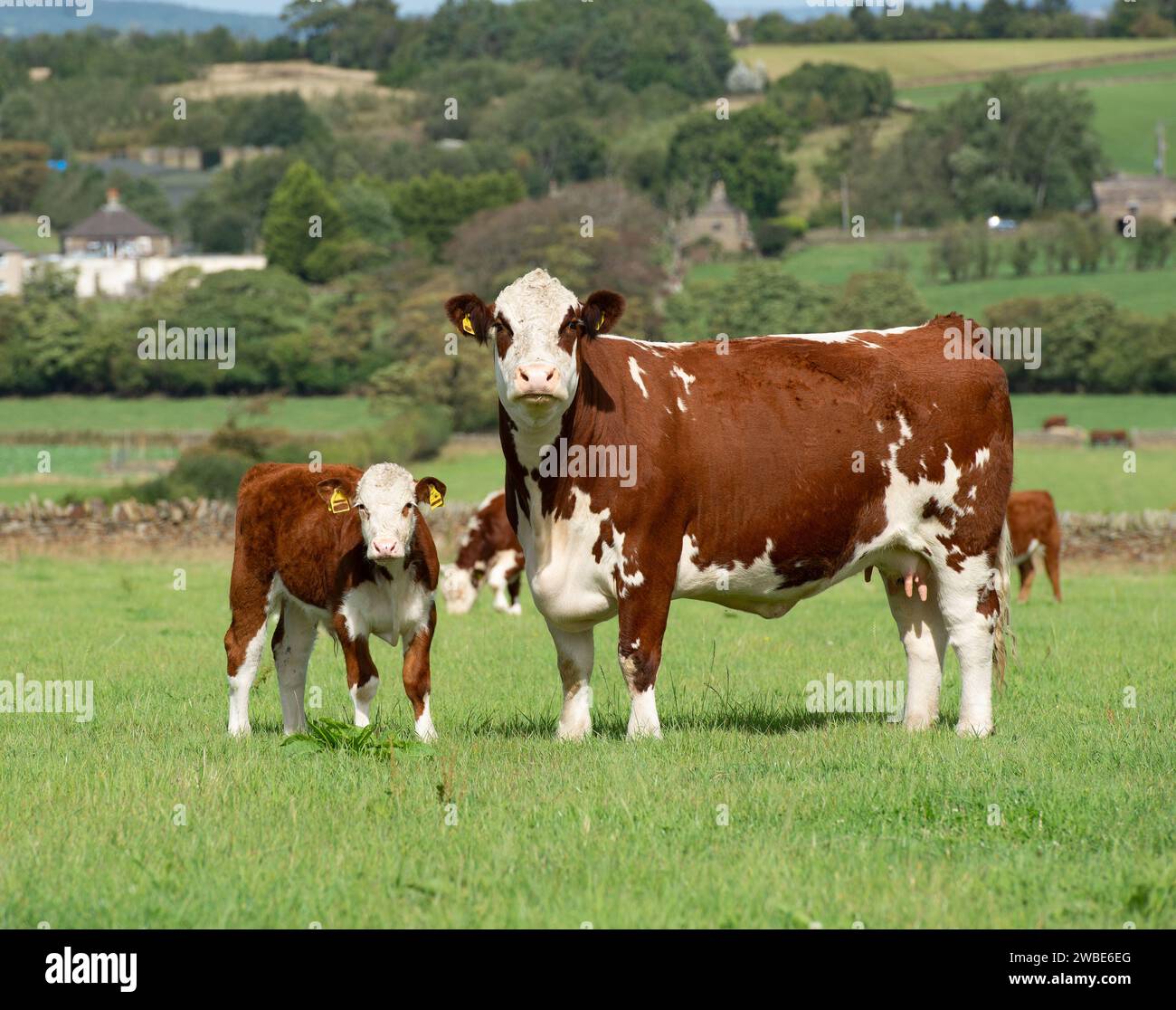 Vache et veau Hereford, Derbyshire, Royaume-Uni Banque D'Images