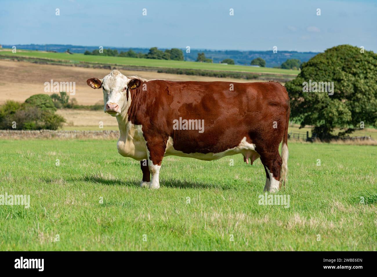 Vache Hereford, Derbyshire, Royaume-Uni Banque D'Images