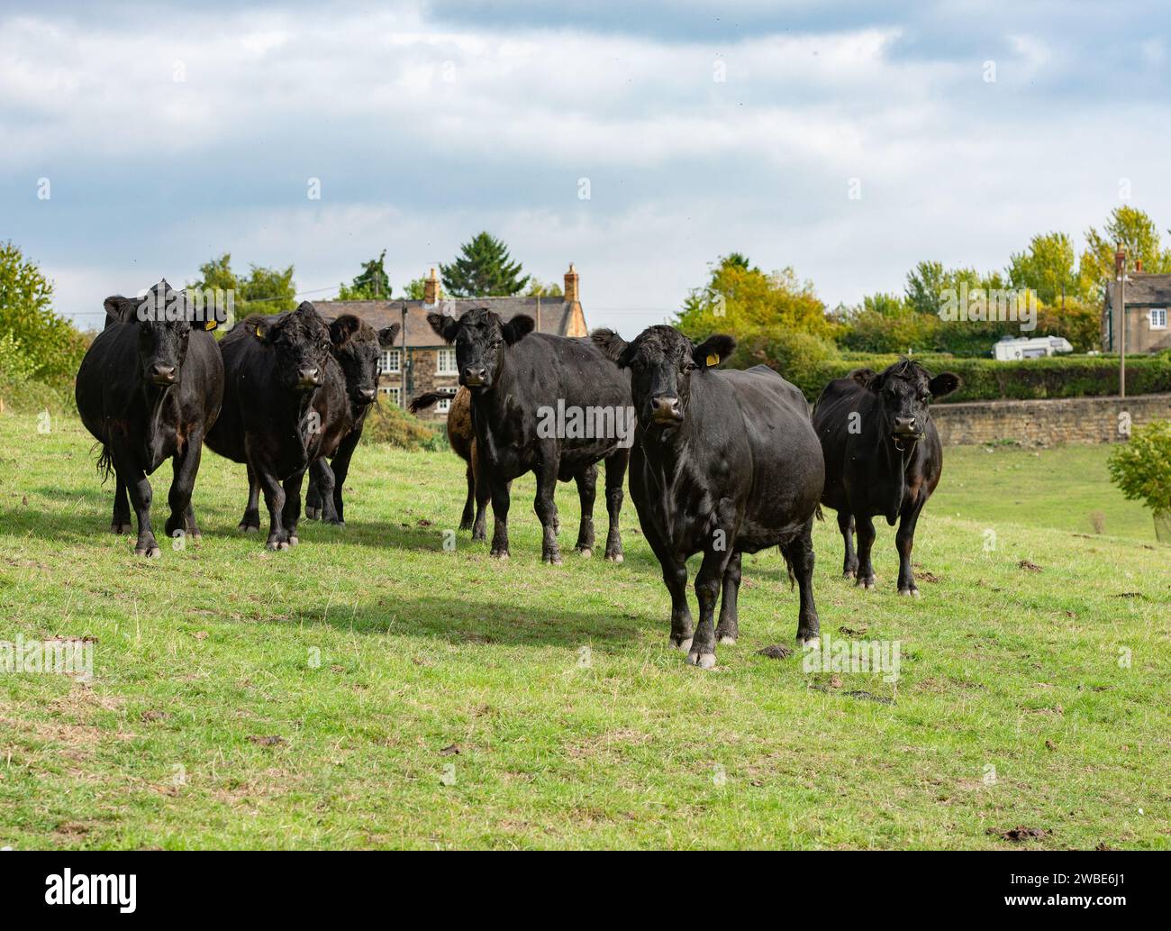 Bovins de boucherie Aberdeen Angus, Yorkshire, Royaume-Uni Banque D'Images