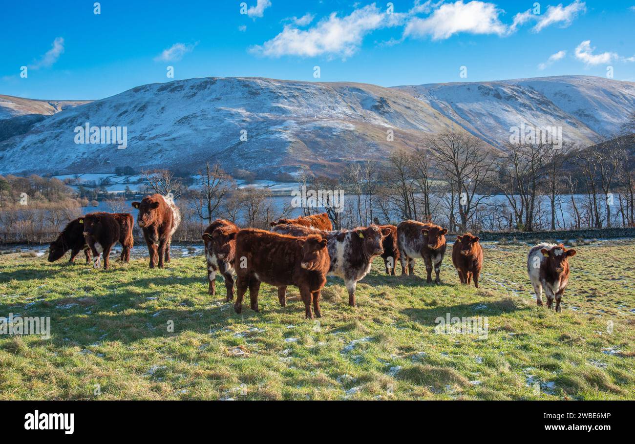 Young Beef Shorthorn bovin, Cumbria, Royaume-Uni. Banque D'Images