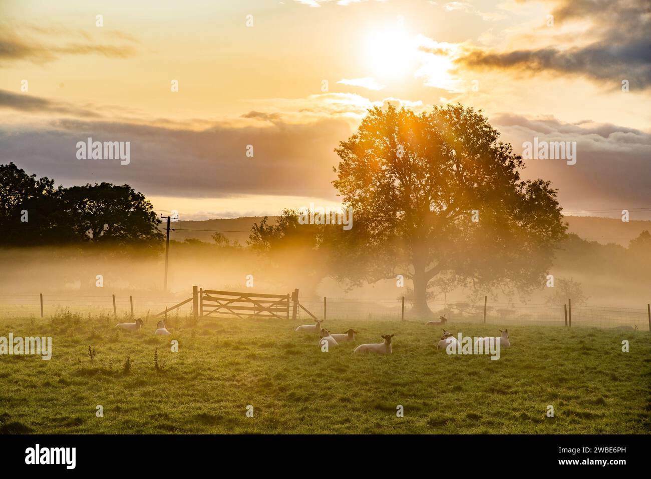 Lever de soleil un matin brumeux, Milnthorpe, Cumbria, Royaume-Uni Banque D'Images