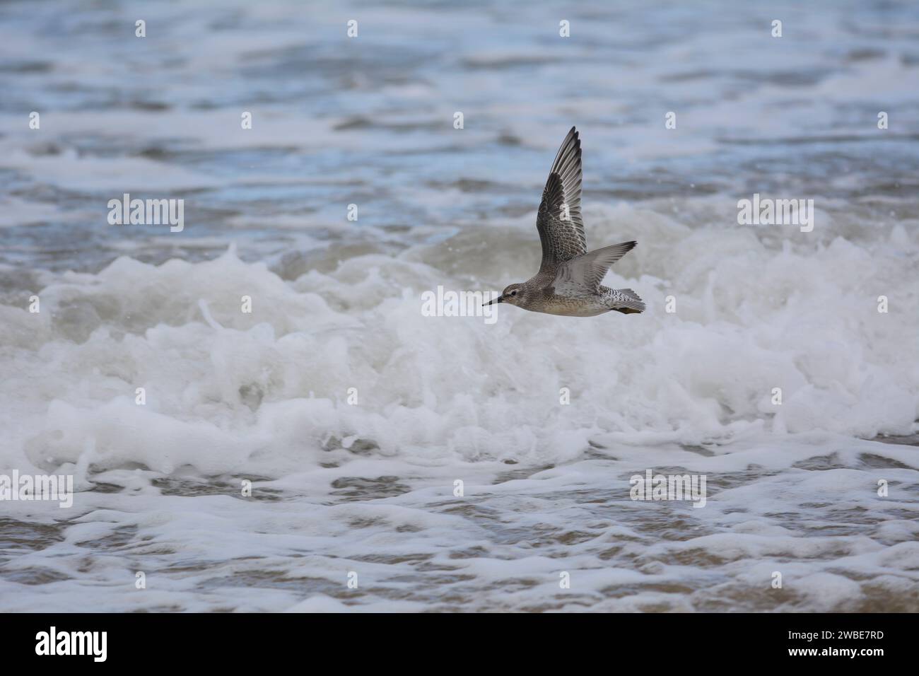 Noeud rouge Calidris canutus, en plumage hivernal volant bas au-dessus de la mer sur une marée entrante. Septembre. Banque D'Images