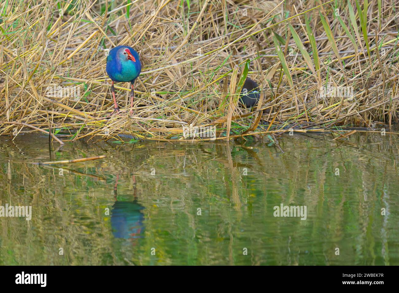 Swamphen à tête grise Banque D'Images