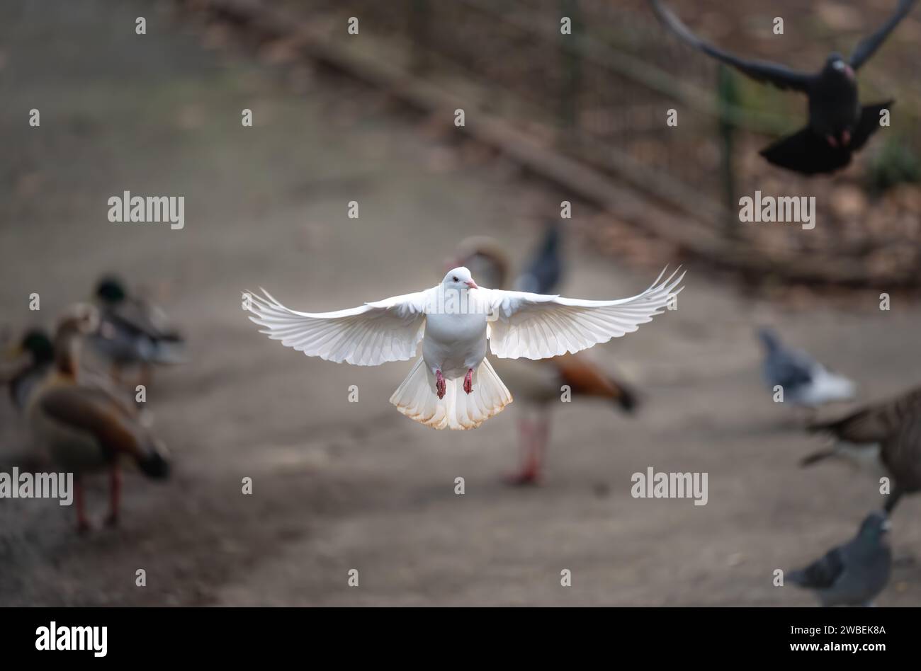 Colombe blanche en vol. Colombe rocheuse ou pigeon commun ou pigeon sauvage avec d'autres oiseaux dans un parc derrière. Colombe blanche (Columba livia) dans Kelsey Park, Beckenh Banque D'Images