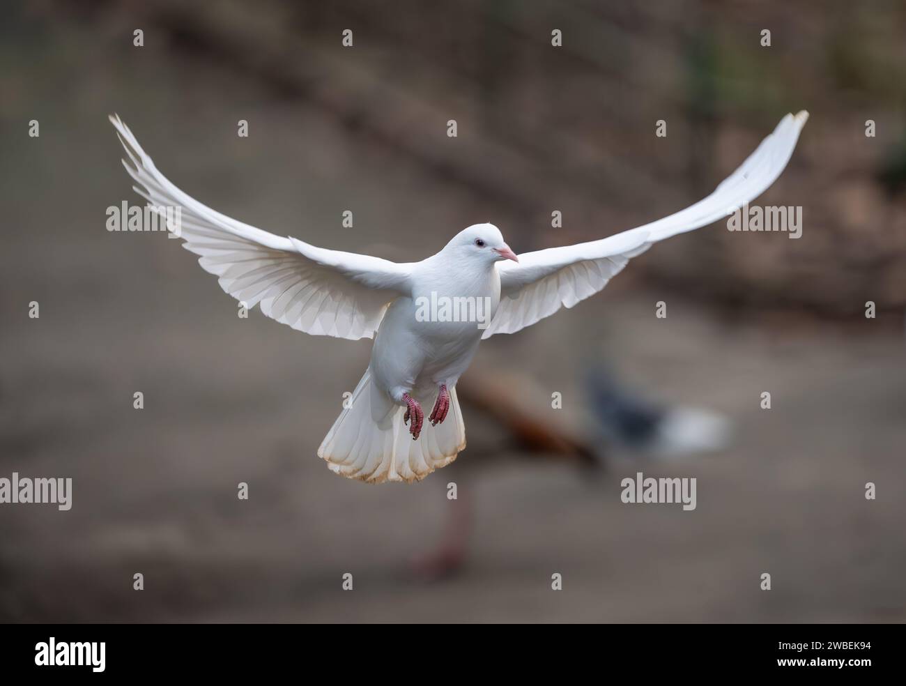 Colombe blanche en vol. Colombe rocheuse ou pigeon commun ou pigeon sauvage avec d'autres oiseaux dans un parc derrière. Colombe blanche (Columba livia) dans Kelsey Park, Beckenh Banque D'Images