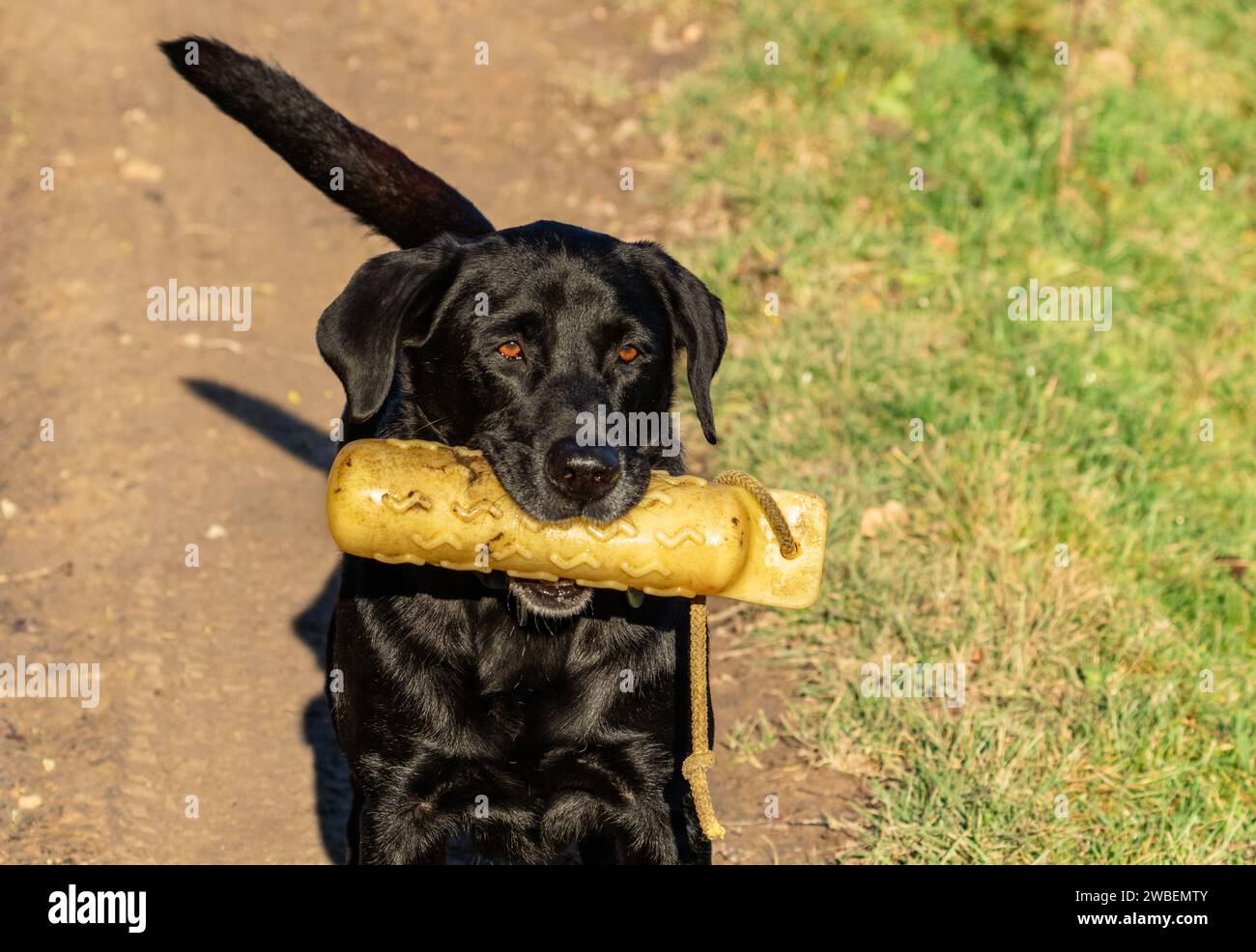 Un labrador retriever noir portant un mannequin jaune pour chien de combat. Ce jouet pour chien est utilisé pour récupérer la formation. Banque D'Images