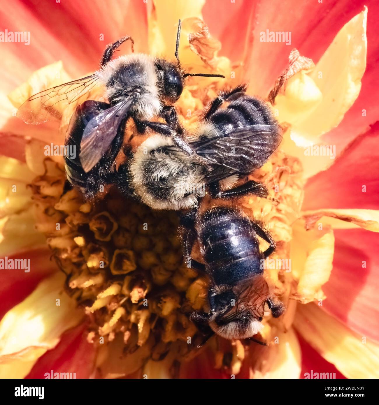 Trois Bombus impatiens Common Eastern Bumble Bees nourrissant et pollinisant une fleur de dahlia rouge et jaune. Long Island, New York États-Unis Banque D'Images