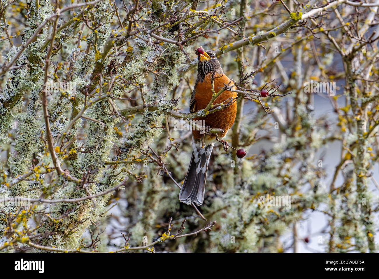 Un Robin américain se nourrissant de baies d'aubépine, Cowichan Valley Banque D'Images