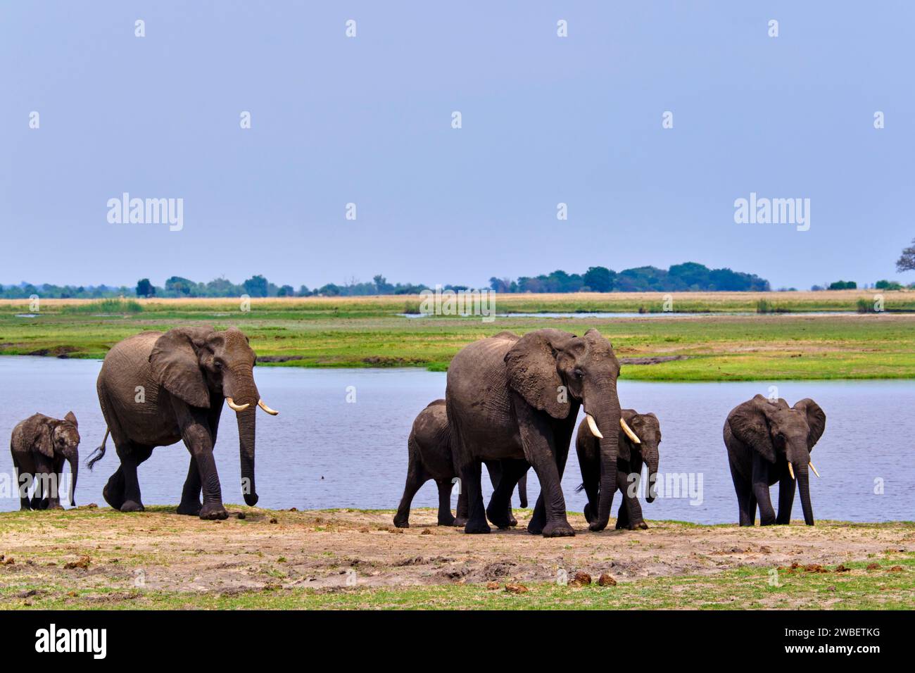 Botswana, District du Nord-Ouest, Parc National de Chobe, éléphants sauvages d'Afrique (Loxodonta africana) sur la rive de la rivière Kwando Banque D'Images