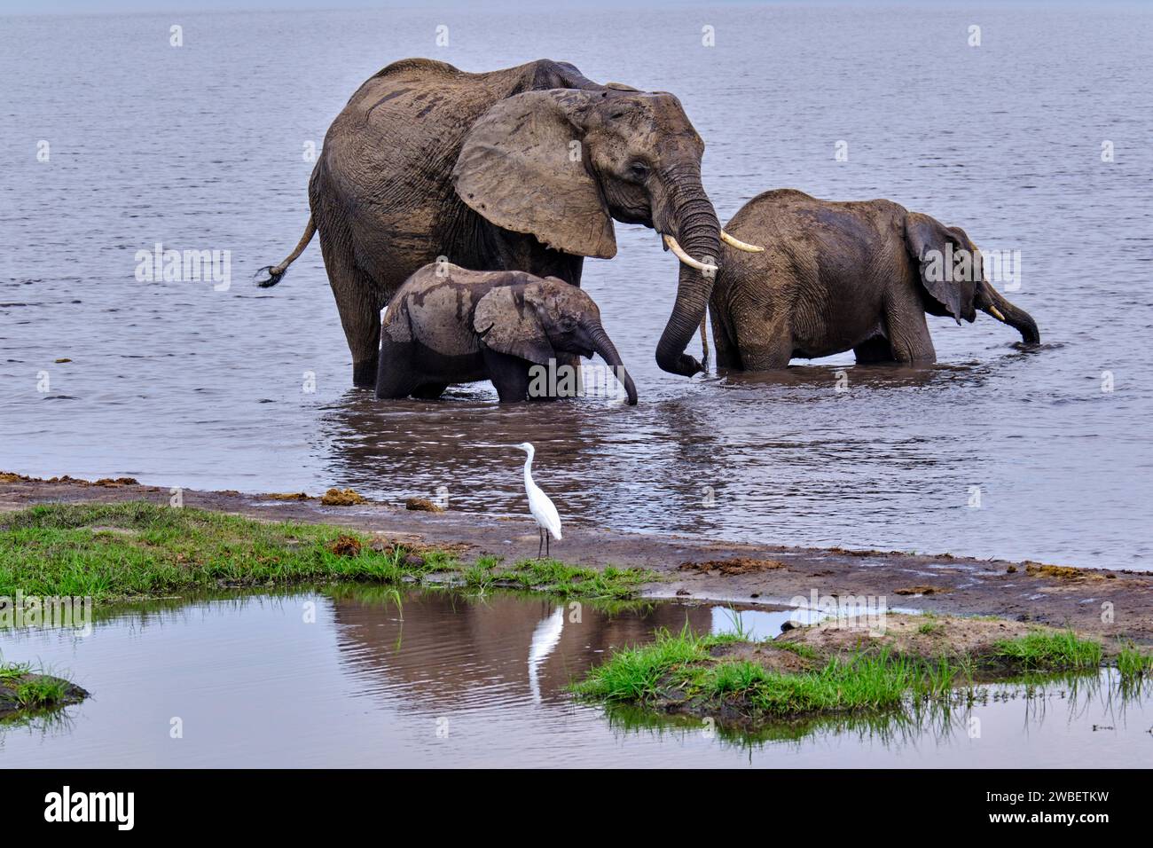 Botswana, District du Nord-Ouest, Parc National de Chobe, éléphants sauvages d'Afrique (Loxodonta africana) sur la rive de la rivière Kwando Banque D'Images