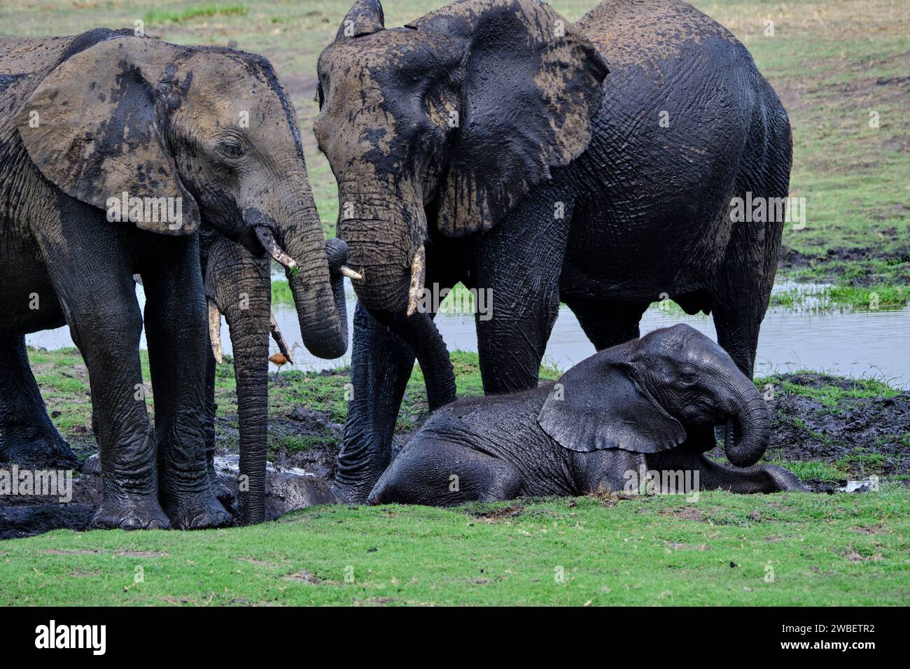 Botswana, District du Nord-Ouest, Parc national de Chobe, éléphants sauvages d'Afrique (Loxodonta africana) Banque D'Images