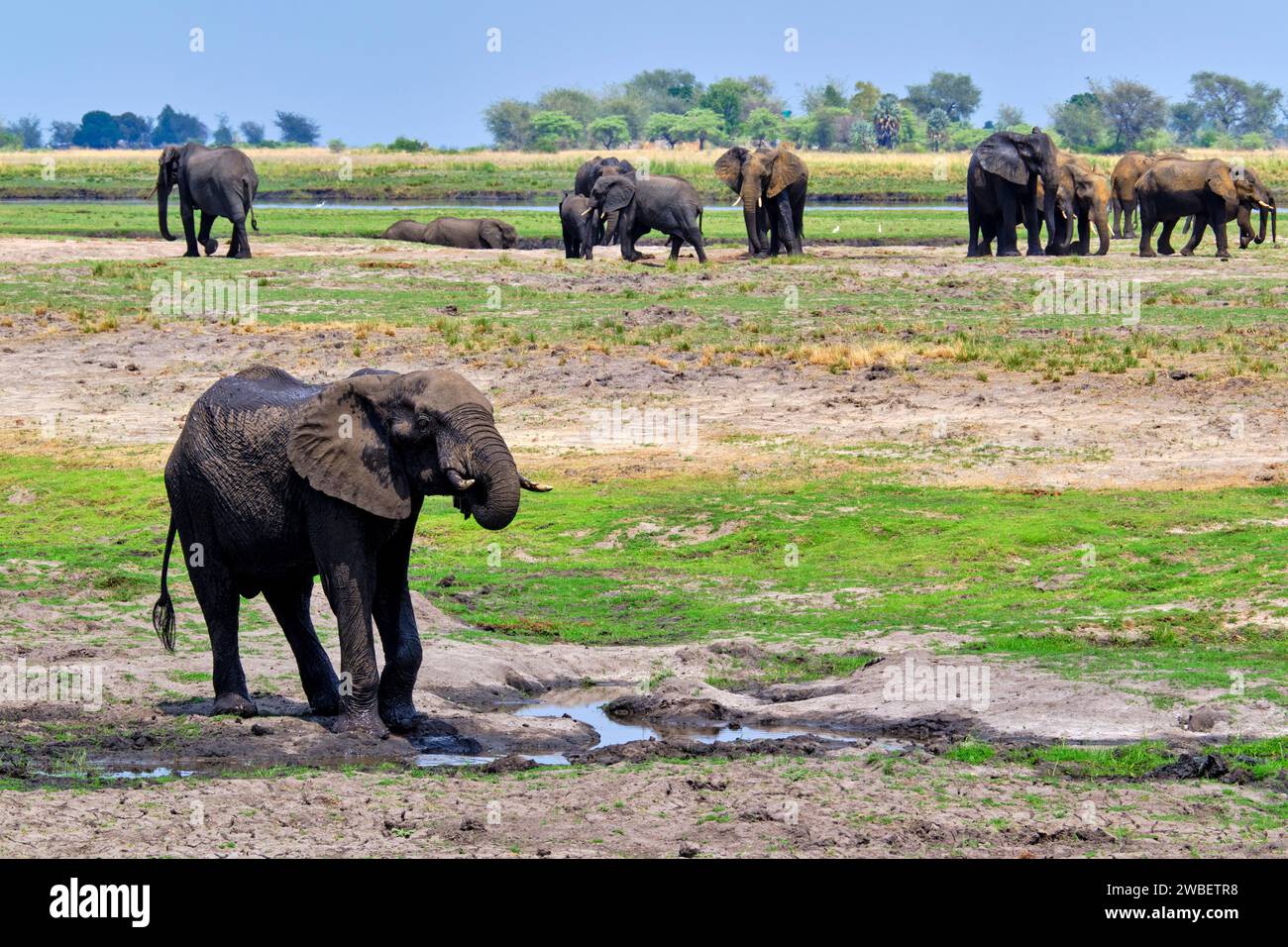 Botswana, District du Nord-Ouest, Parc national de Chobe, éléphants sauvages d'Afrique (Loxodonta africana) Banque D'Images