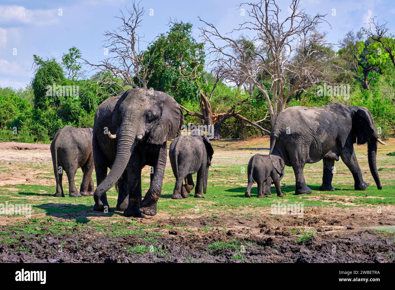 Botswana, District du Nord-Ouest, Parc national de Chobe, éléphants sauvages d'Afrique (Loxodonta africana) Banque D'Images