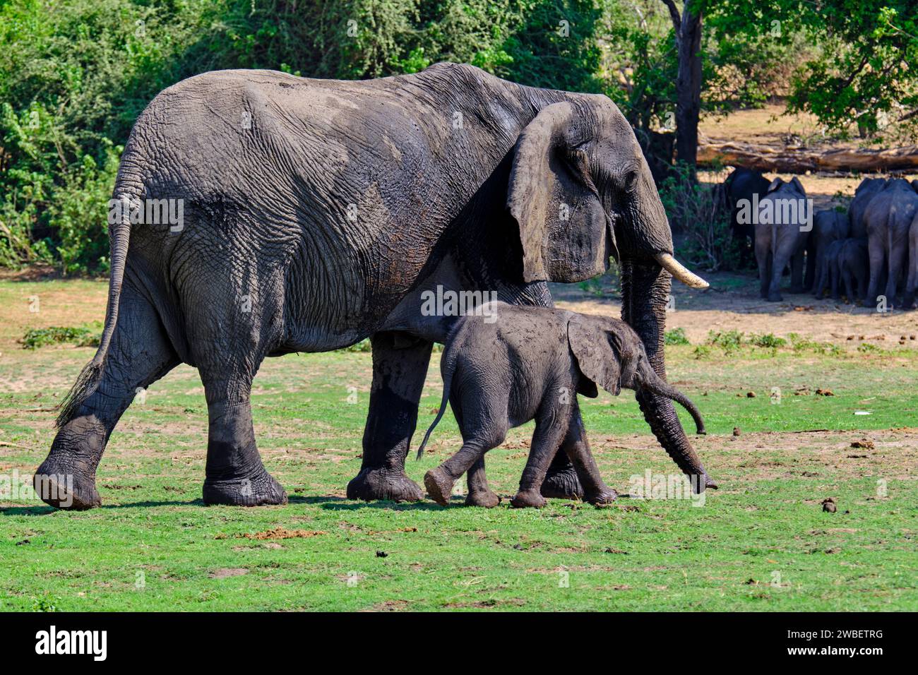 Botswana, District du Nord-Ouest, Parc National de Chobe, éléphants sauvages d'Afrique (Loxodonta africana) avec bébé éléphant Banque D'Images