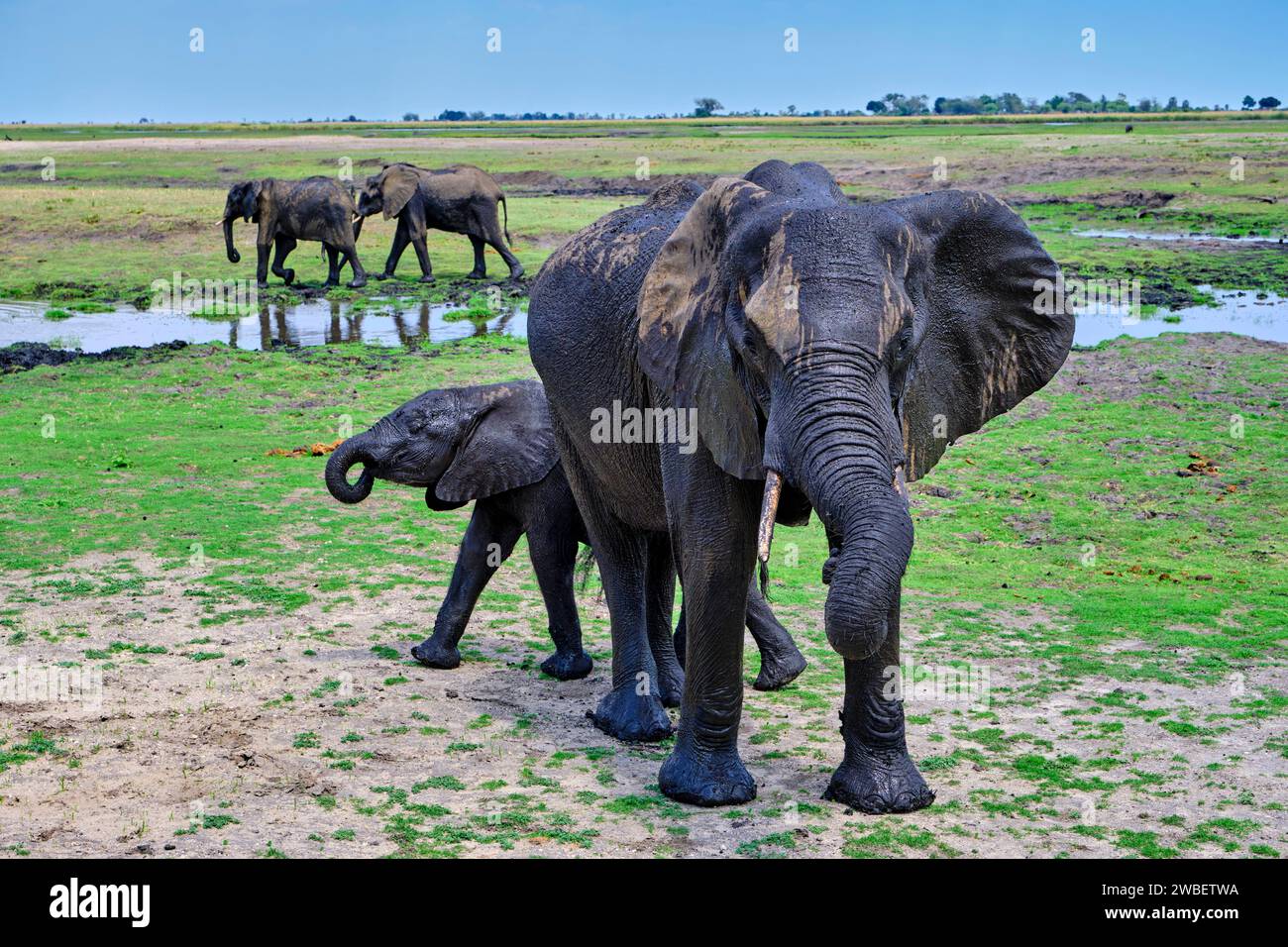 Botswana, District du Nord-Ouest, Parc National de Chobe, éléphants sauvages d'Afrique (Loxodonta africana) avec bébé éléphant Banque D'Images