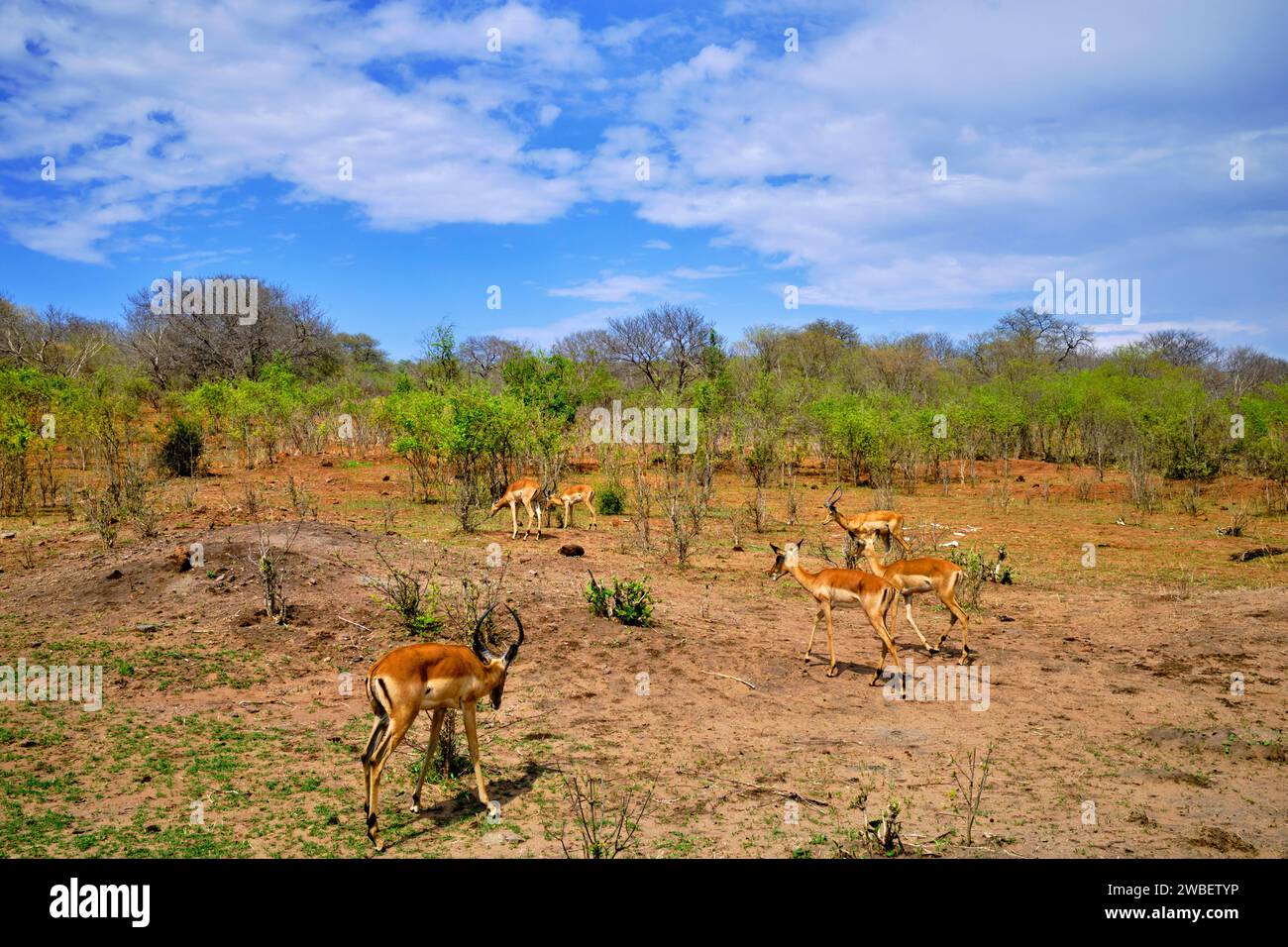 Botswana, District du Nord-Ouest, Parc national de Chobe, impala (Aepyceros melampus) Banque D'Images