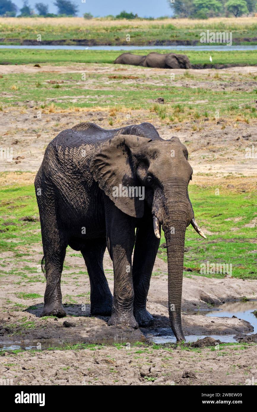 Botswana, District du Nord-Ouest, Parc national de Chobe, éléphants sauvages d'Afrique (Loxodonta africana) Banque D'Images