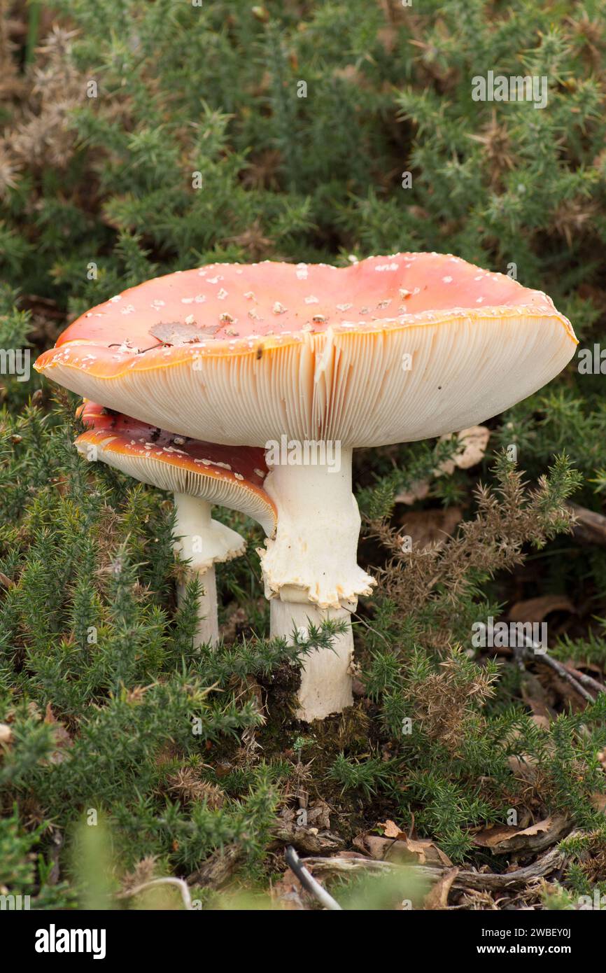 Agaric mouche, Amanita muscaria, deux fructifications en paire, un petit sous un grand, étrange juxtaposition Banque D'Images