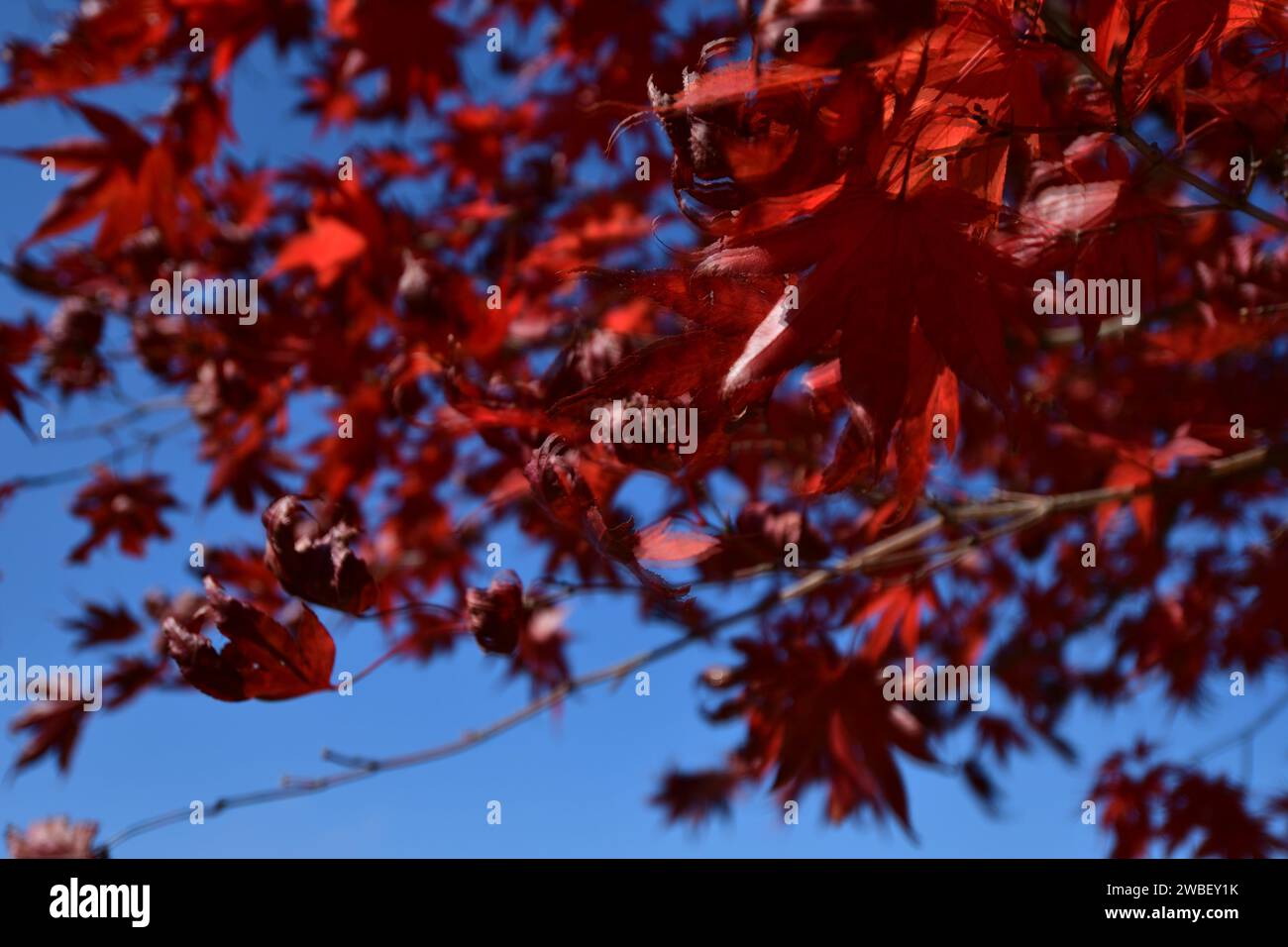 Un arbre d'automne vibrant en pleine floraison, avec ses feuilles dans une variété de nuances de rouge, sur un ciel bleu vif Banque D'Images