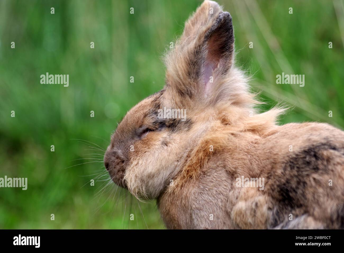 Lapin (Oryctolagus cuniculus domesticus), vue de côté, yeux fermés, ne rien voir, lièvre, jardin, Un lapin domestique avec les yeux fermés Banque D'Images