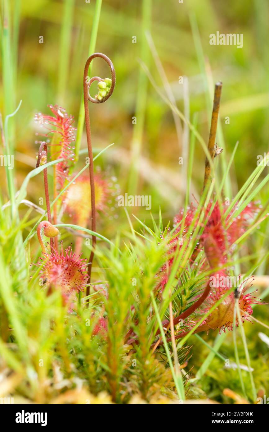 Sundew commun (Drosera rotundifolia), gros plan de la plante carnivore protégée par l'ordonnance fédérale sur la protection des espèces avec de jeunes bourgeons sur un Banque D'Images