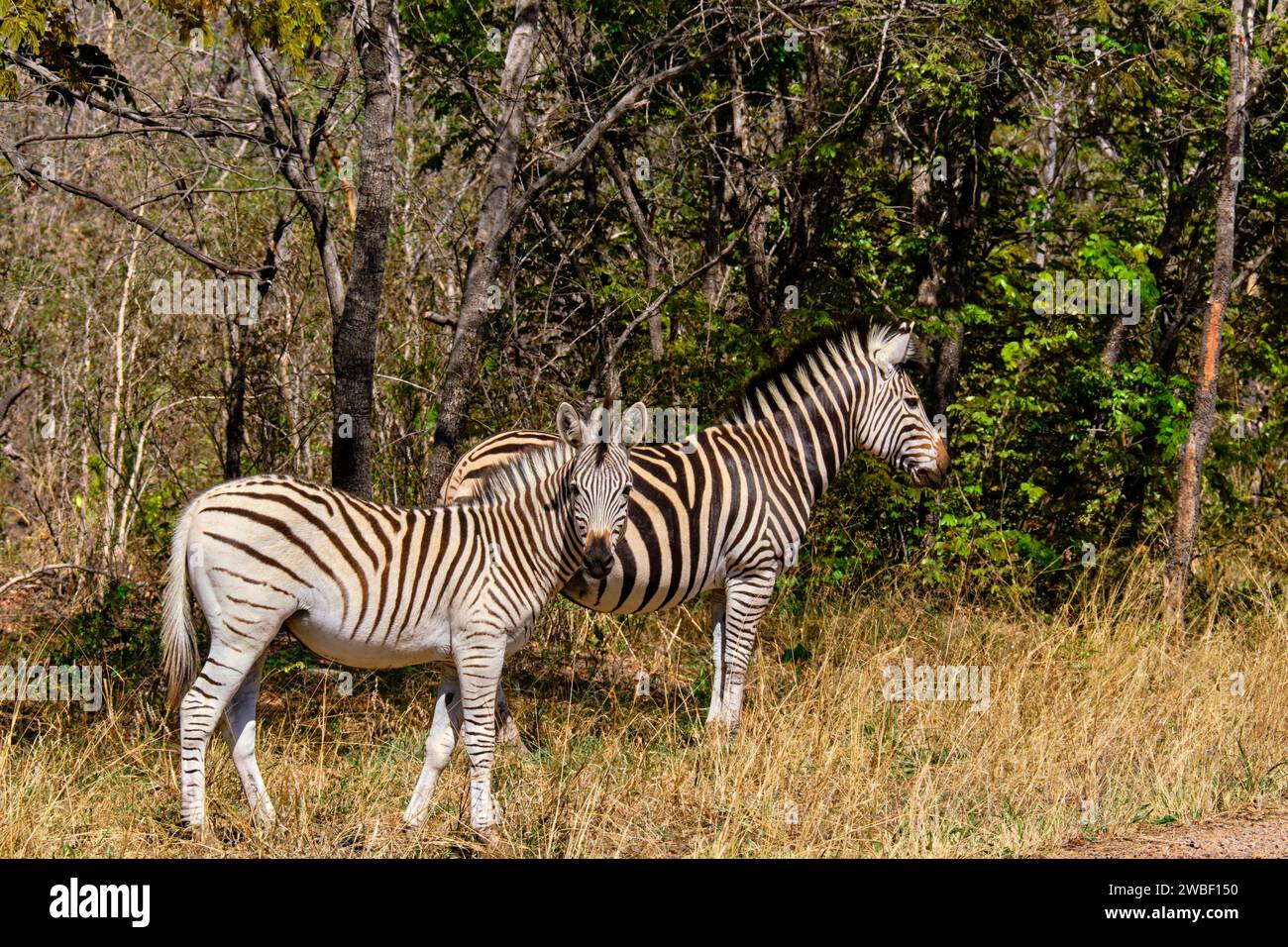 Zimbabwe, Matabeleland Nord, province, Parc national de Hwange, Zèbres (equus burchelli) Banque D'Images