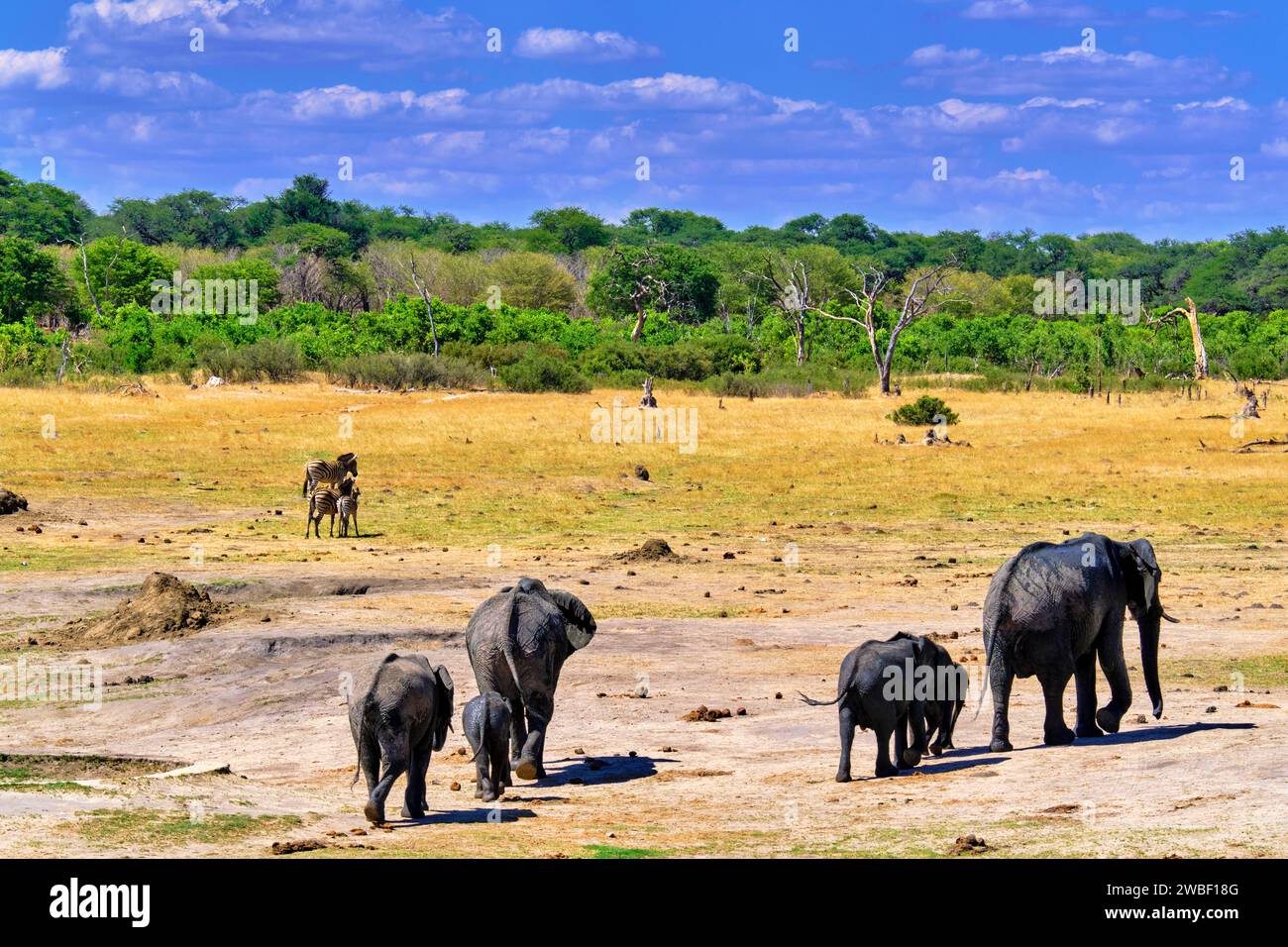 Zimbabwe, Matabeleland Nord, province, Parc national de Hwange, éléphants sauvages d'Afrique (Loxodonta africana) Banque D'Images