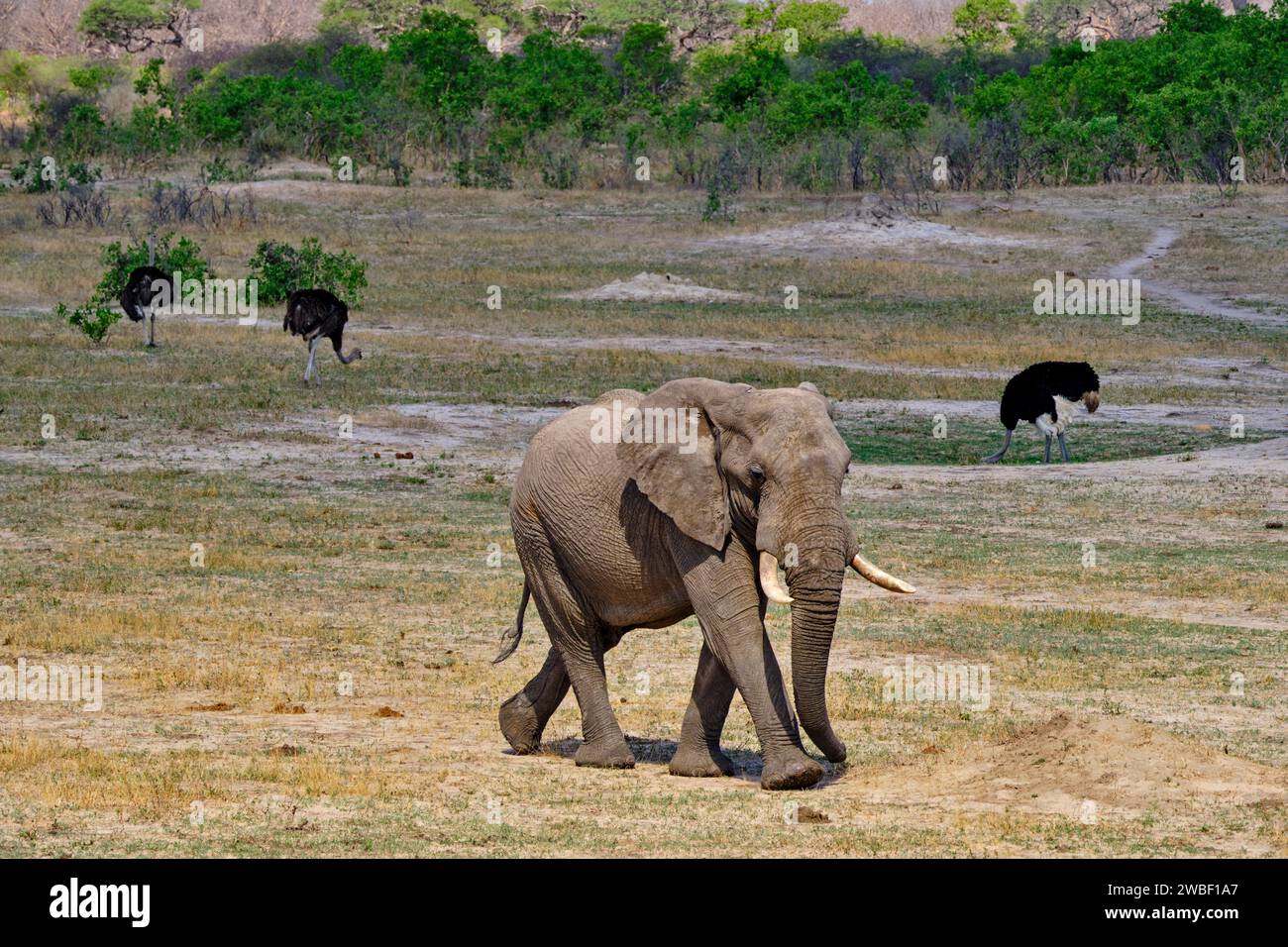 Zimbabwe, Matabeleland Nord, province, parc national de Hwange, éléphants sauvages d'Afrique (Loxodonta africana) et autruche Banque D'Images