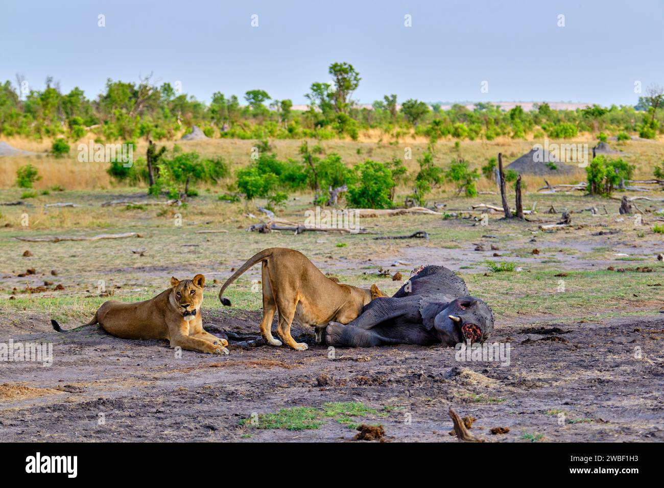 Zimbabwe, Matabeleland Nord, province, Parc national de Hwange, lion (Panthera leo), lionne mangeant un éléphant Banque D'Images