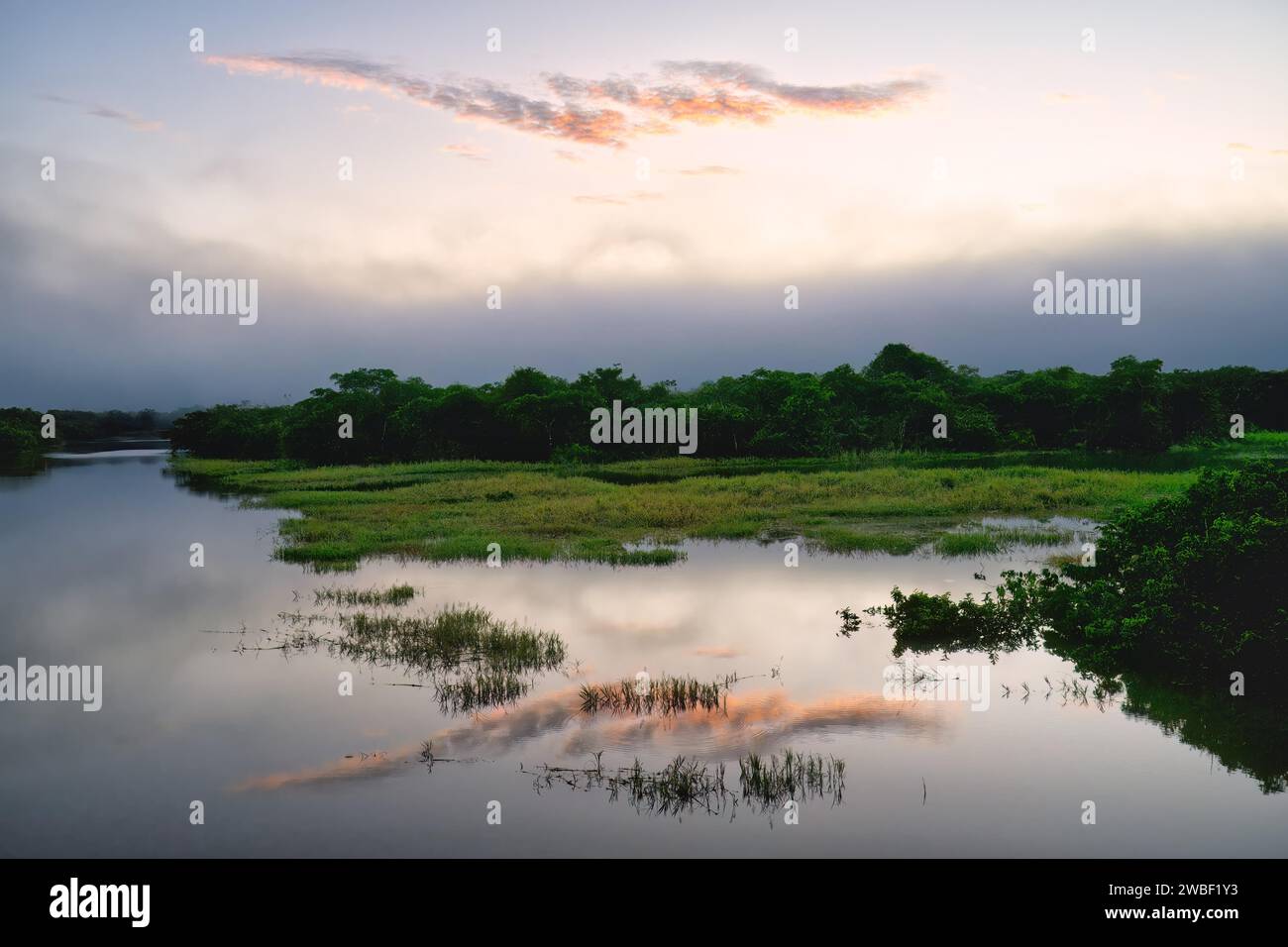 Brouillard matinal sur la rivière Amana, un affluent de l'Amazonie, état d'Amazonas, Brésil Banque D'Images