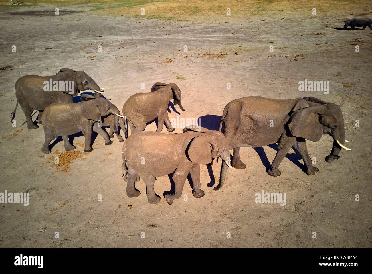 Zimbabwe, Matabeleland Nord, province, Parc national de Hwange, éléphants sauvages d'Afrique (Loxodonta africana) Banque D'Images