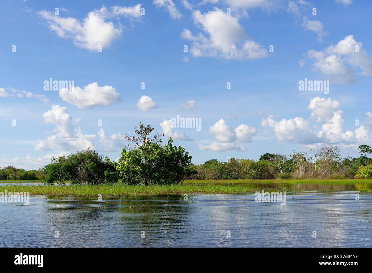 Forêt inondée sur la rivière Abacaxis, un affluent de l'Amazonie, état d'Amazonas, Brésil Banque D'Images