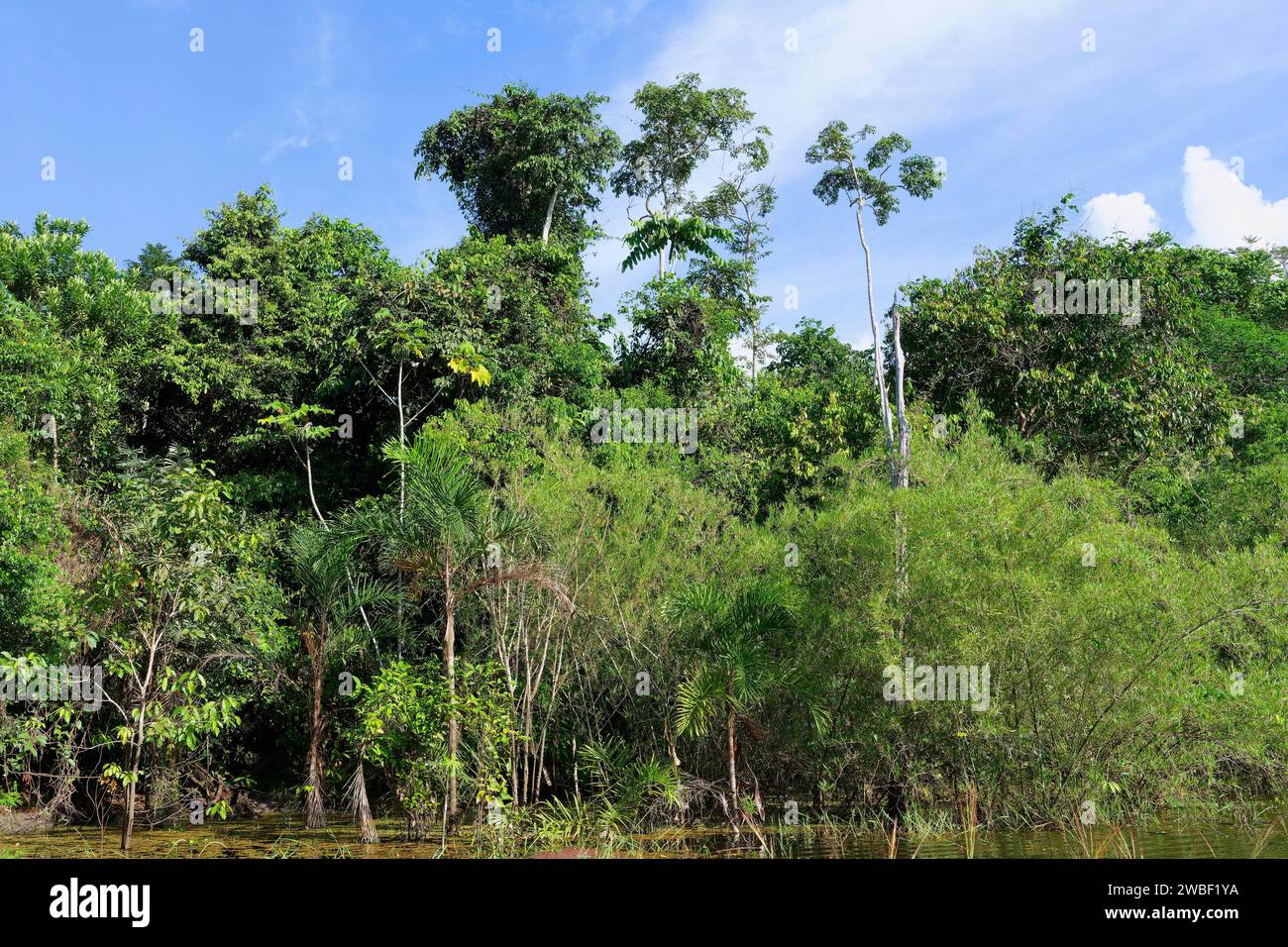 Forêt inondée sur la rivière Abacaxis, un affluent de l'Amazonie, état d'Amazonas, Brésil Banque D'Images