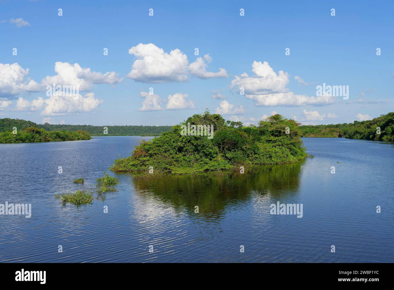 Forêt inondée sur la rivière Abacaxis, un affluent de l'Amazonie, état d'Amazonas, Brésil Banque D'Images