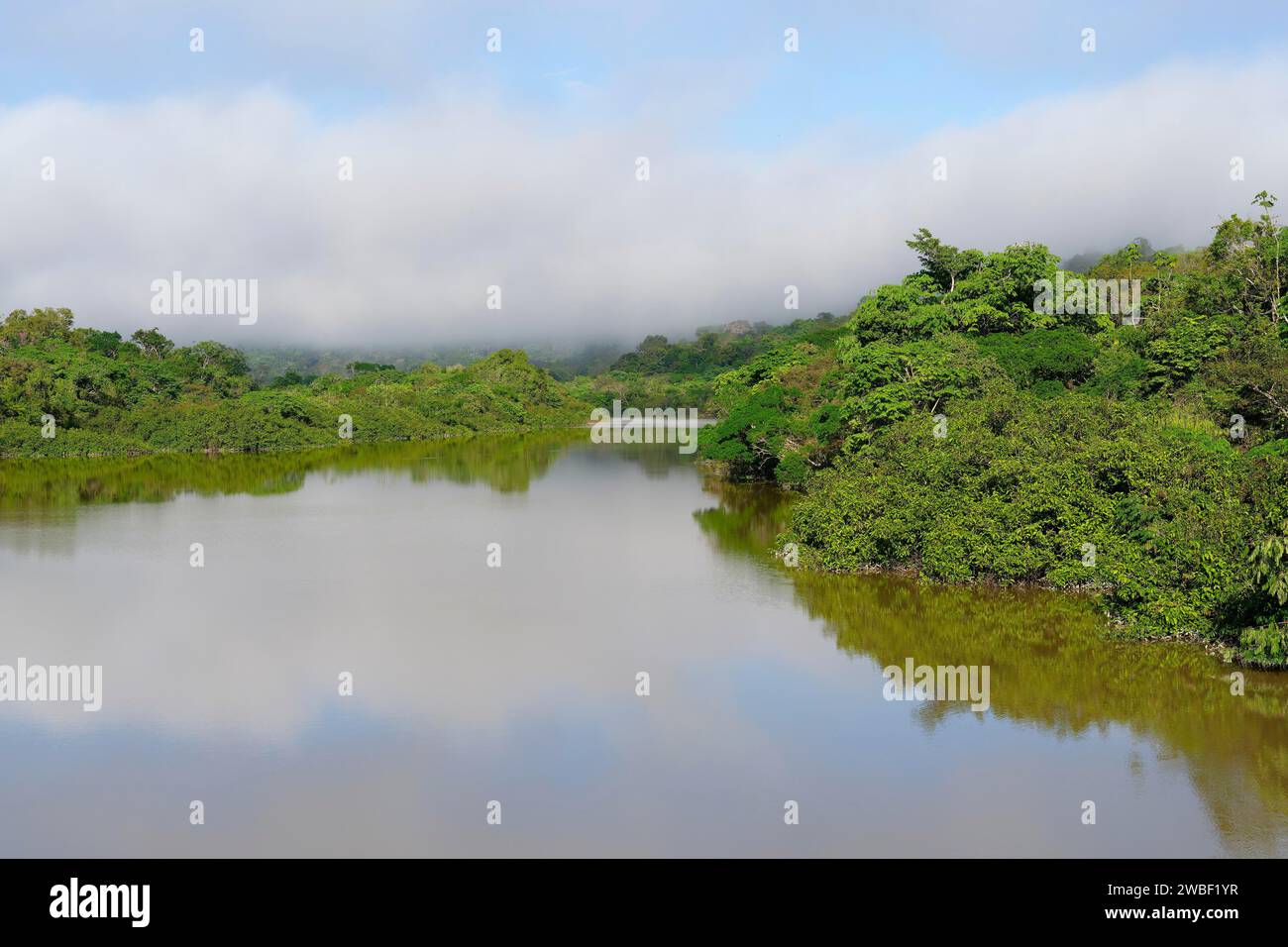 Brouillard matinal sur la rivière Amana, un affluent de l'Amazonie, état d'Amazonas, Brésil Banque D'Images