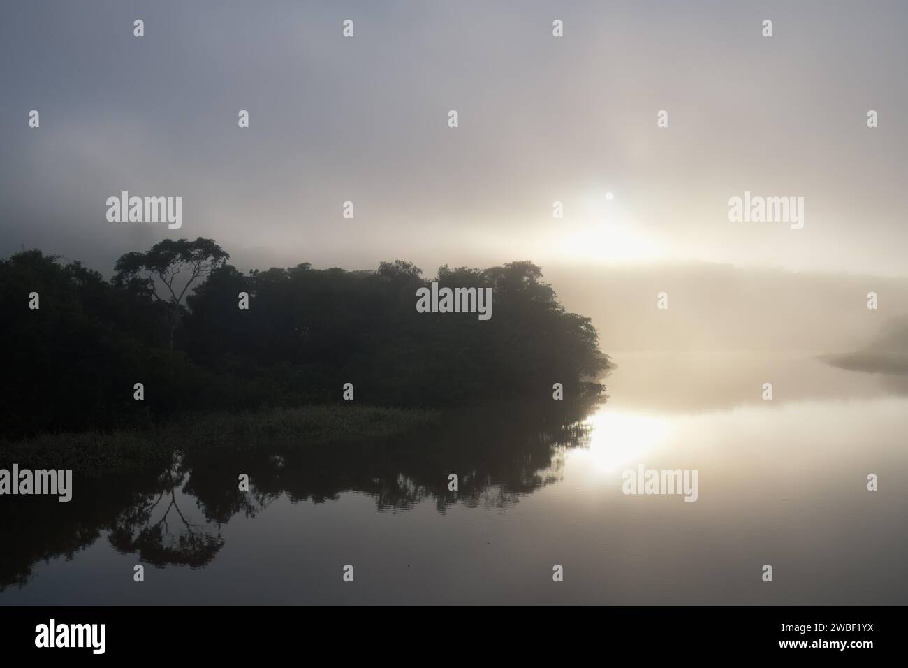 Brouillard matinal sur la rivière Amana, un affluent de l'Amazonie, état d'Amazonas, Brésil Banque D'Images